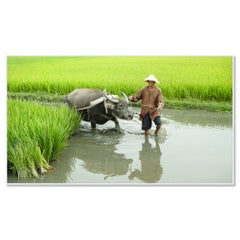 Rice Farmer with water Buffalo, colorful landscape, Vietnam - limited edition
