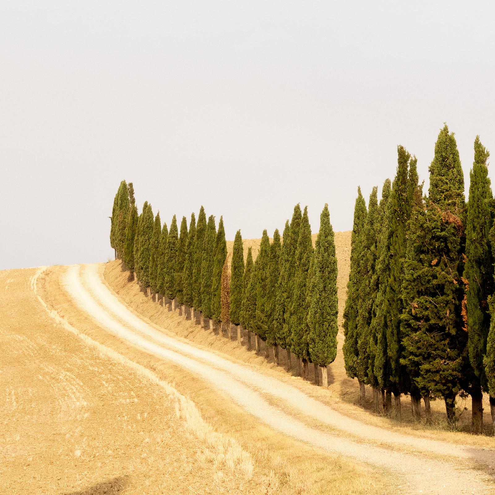 Strada con cipressi, estate indiana, Toscana, fotografia a colori, paesaggio in vendita 5