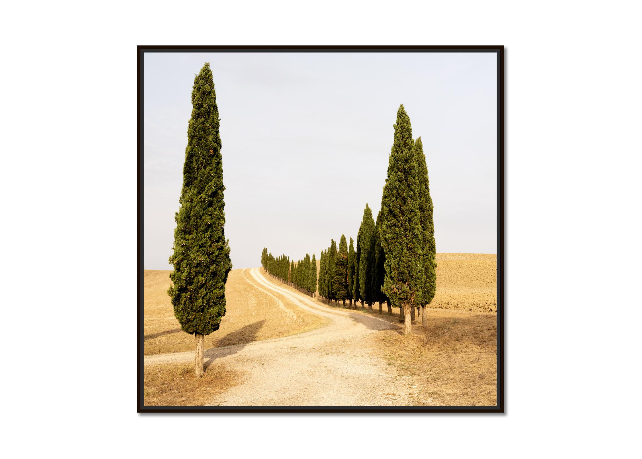 Strada con cipressi, estate indiana, Toscana, fotografia a colori, paesaggio - Photograph di Gerald Berghammer