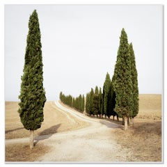 Road with Cypress Trees, Indian Summer, Tuscany color photography landscape