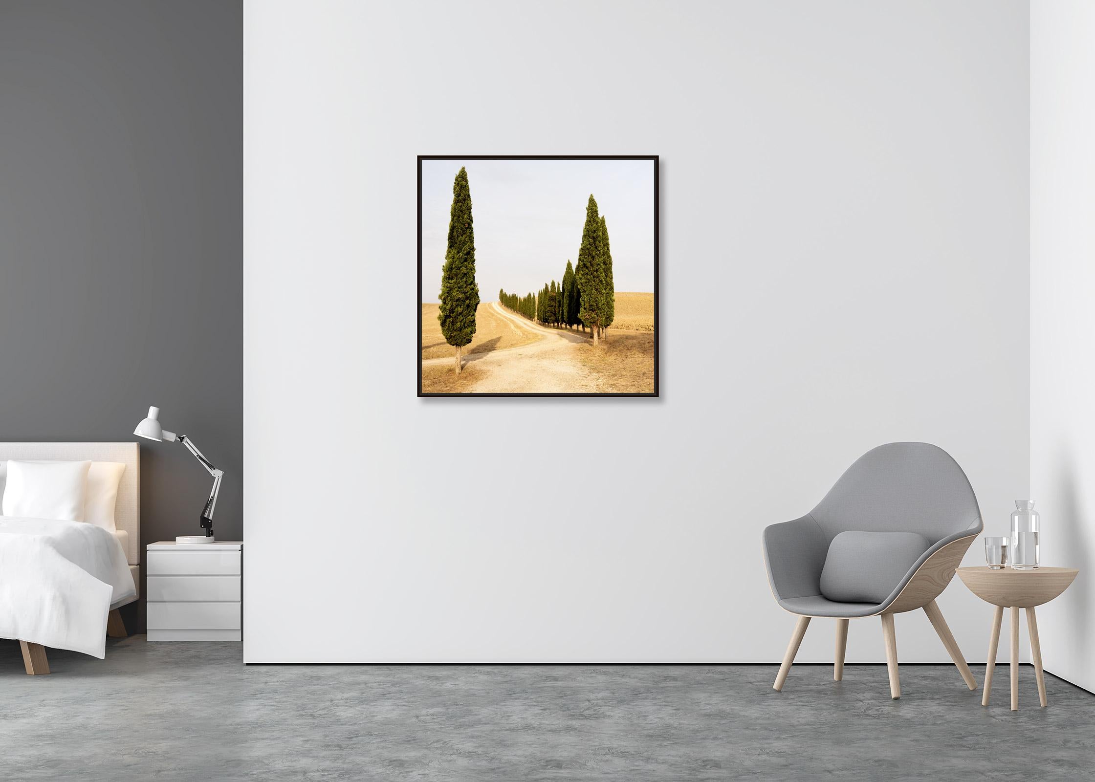 Strada con cipressi, estate indiana, Toscana, fotografia a colori, paesaggio - Photograph Land di Gerald Berghammer