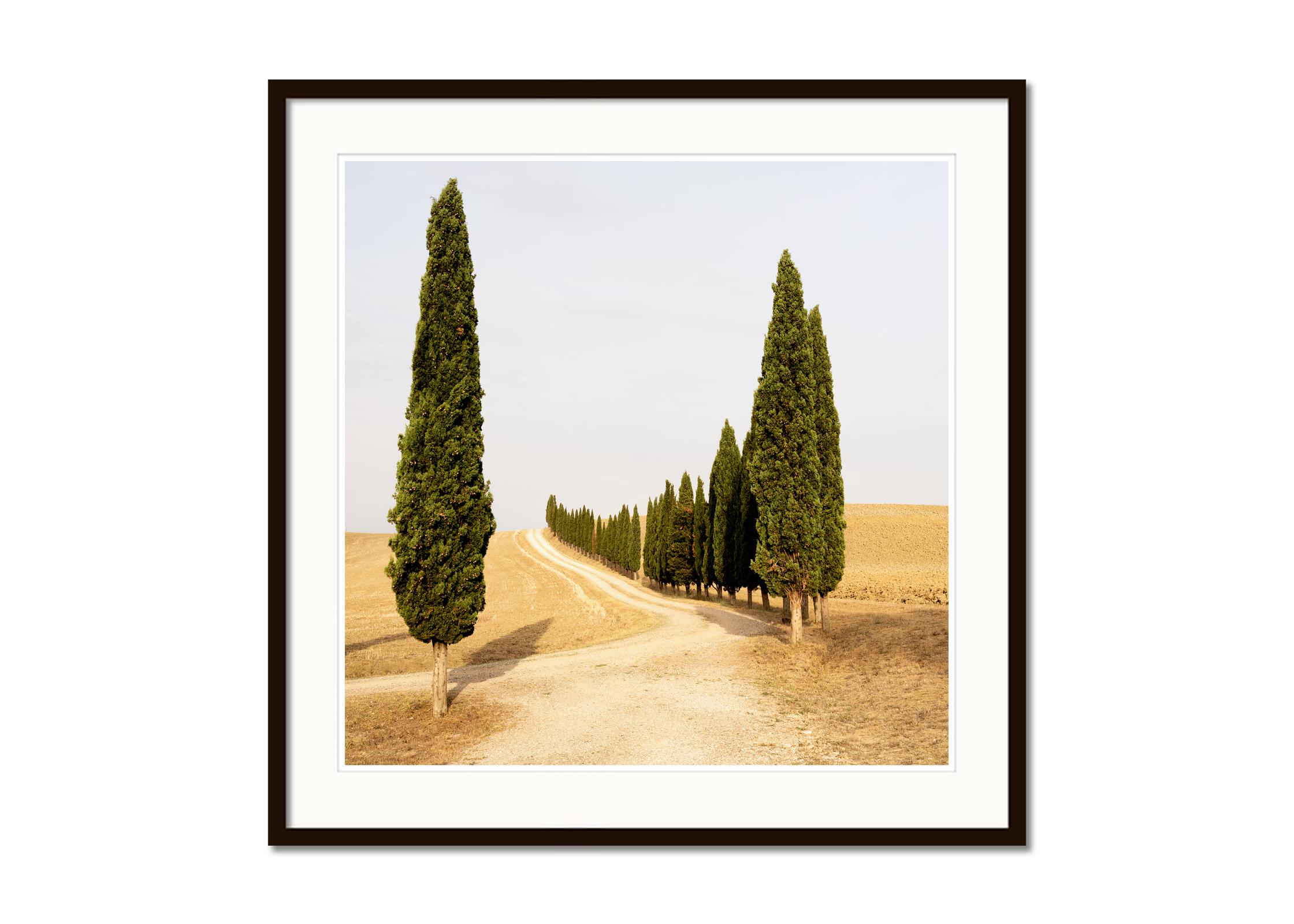 Strada con cipressi, estate indiana, Toscana, fotografia a colori, paesaggio - Color Photograph Beige di Gerald Berghammer
