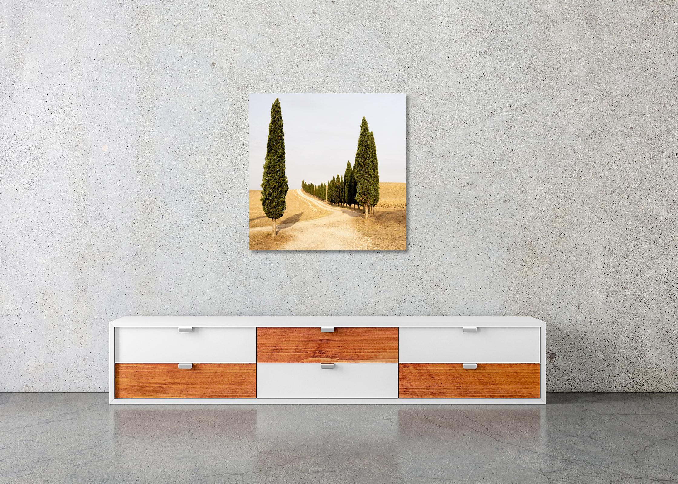 Strada con cipressi, estate indiana, Toscana, fotografia a colori, paesaggio in vendita 2