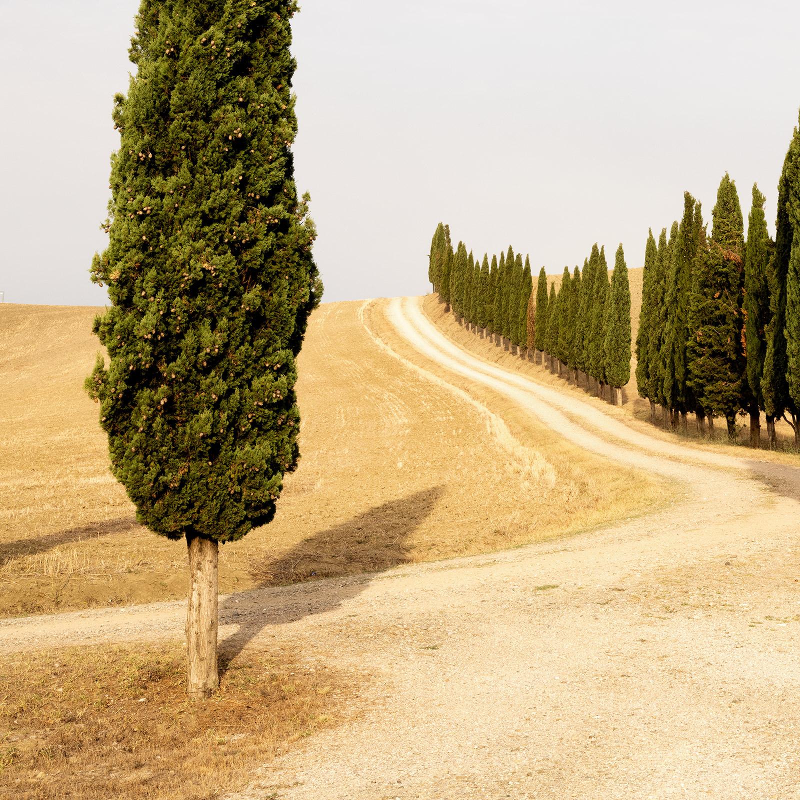 Strada con cipressi, estate indiana, Toscana, fotografia a colori, paesaggio in vendita 3