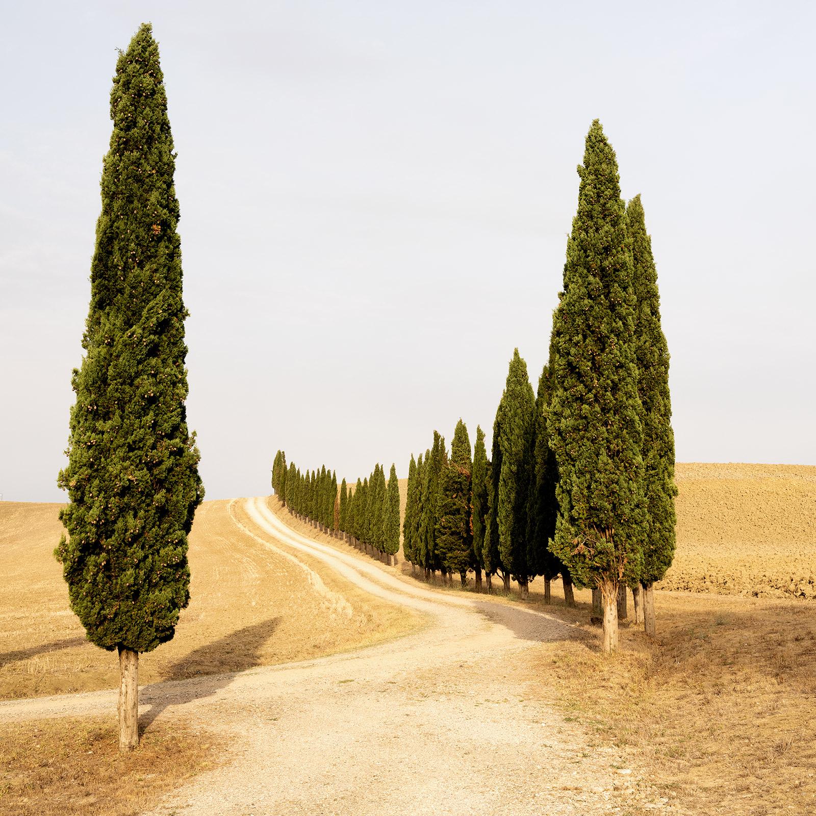 Color Photograph di Gerald Berghammer - Strada con cipressi, estate indiana, Toscana, fotografia a colori, paesaggio