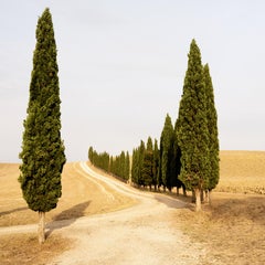 Carretera con Cipreses, Verano Indio, Toscana, fotografía en color, paisaje