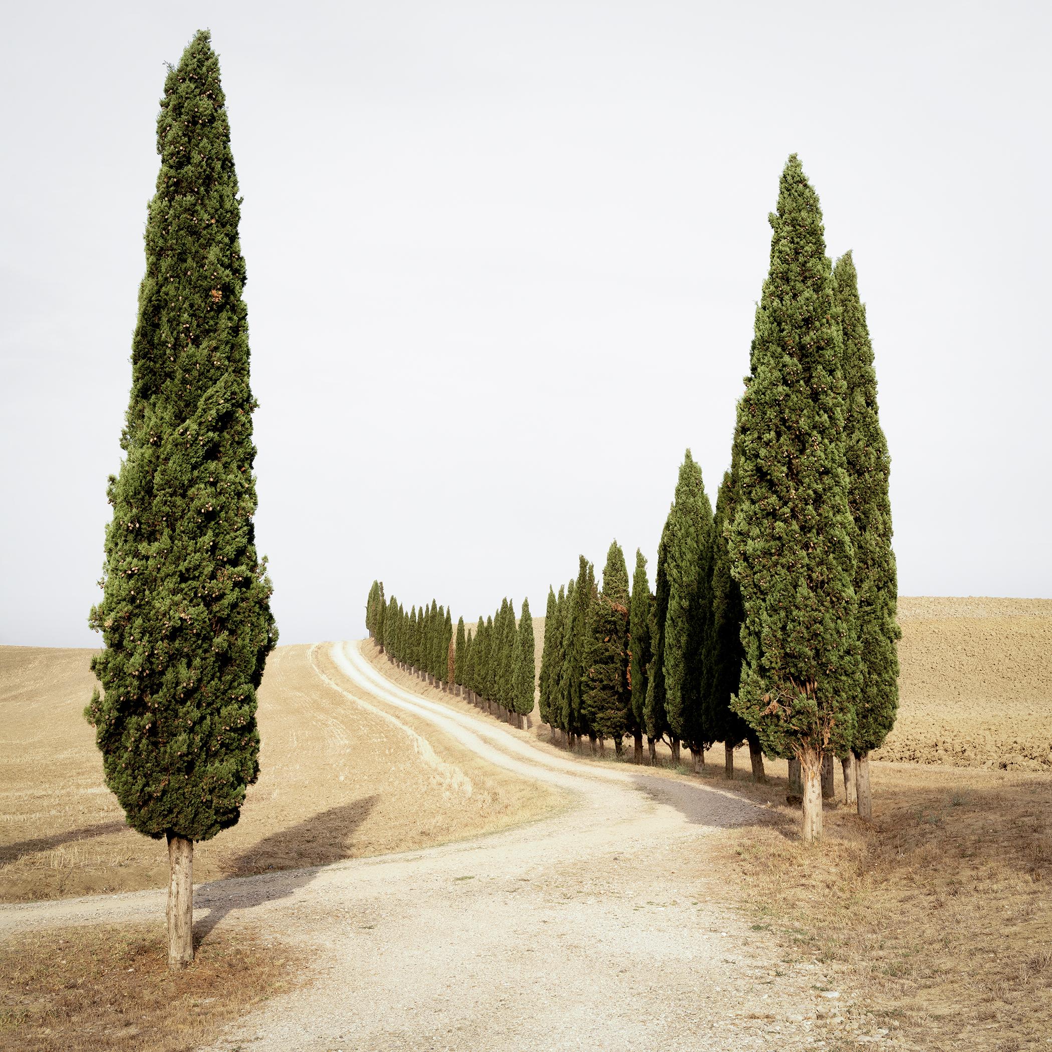 Road with Cypress Trees, Indian Summer, Tuscany color photography landscape