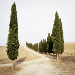 Road with Cypress Trees, Indian Summer, Tuscany color photography landscape