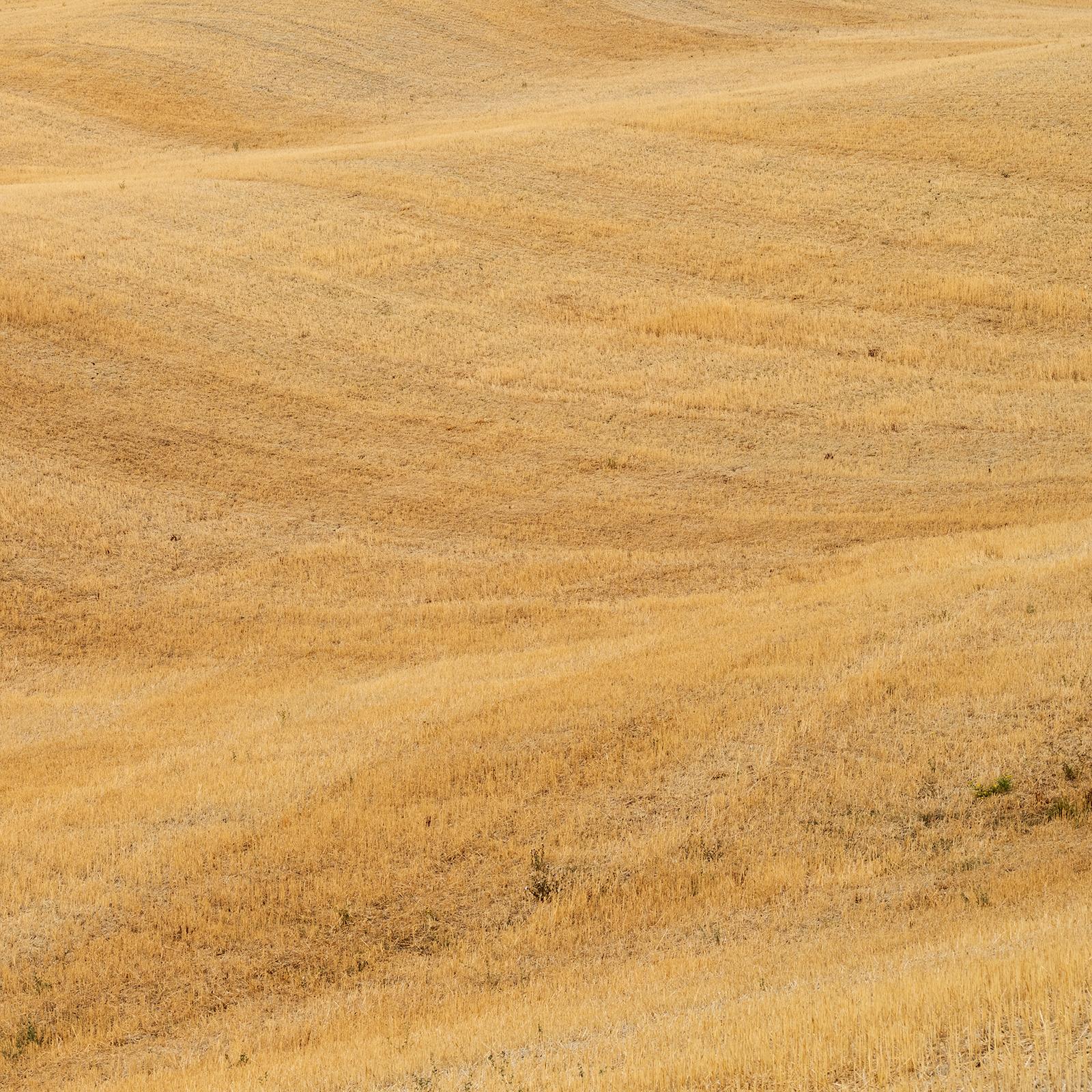 Rolling Hills, Herbsternte, Toskana, große Farbfotografie, limitierte Auflage im Angebot 3