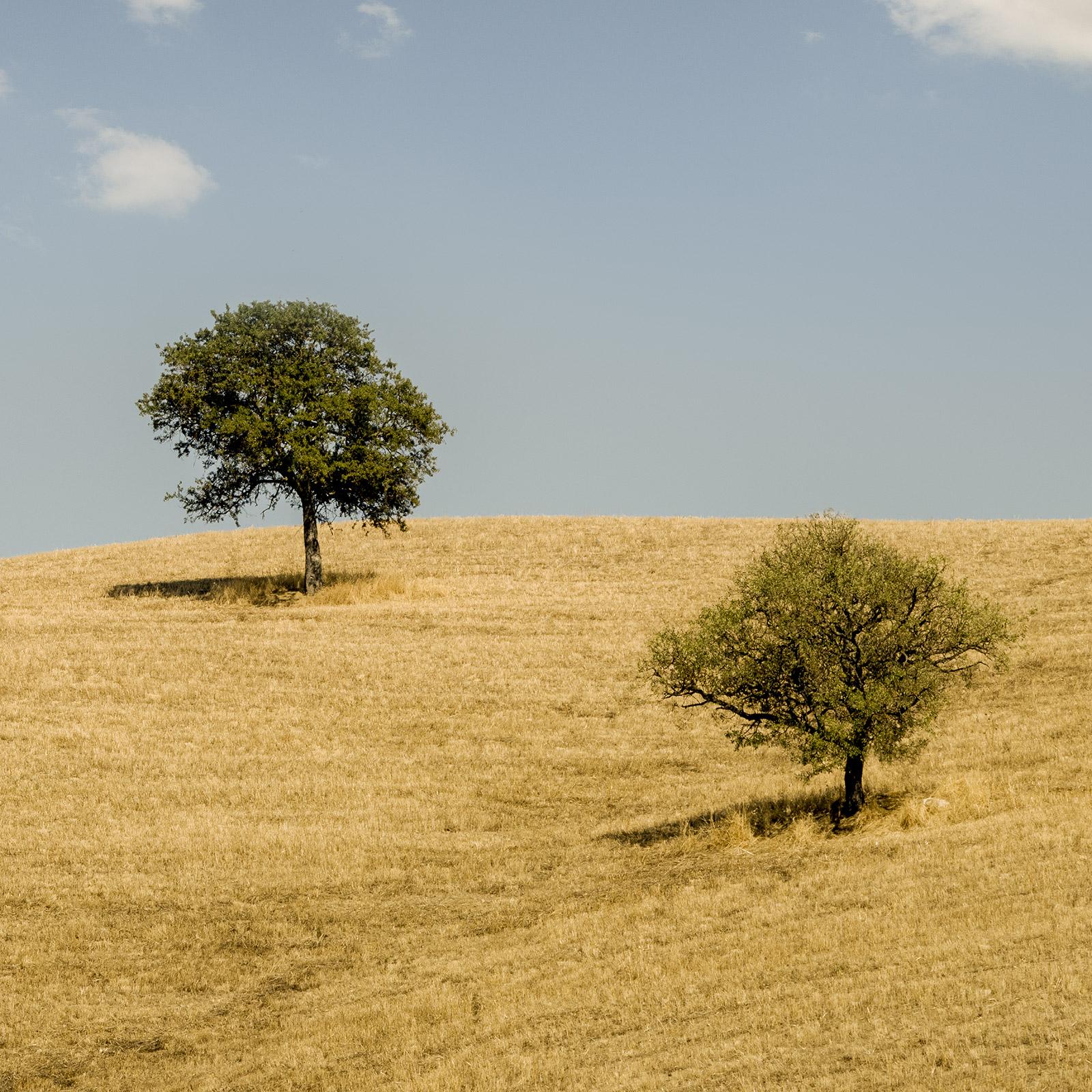 Hilles roulantes avec arbres, photographie, panorama, paysage, édition limitée en vente 5