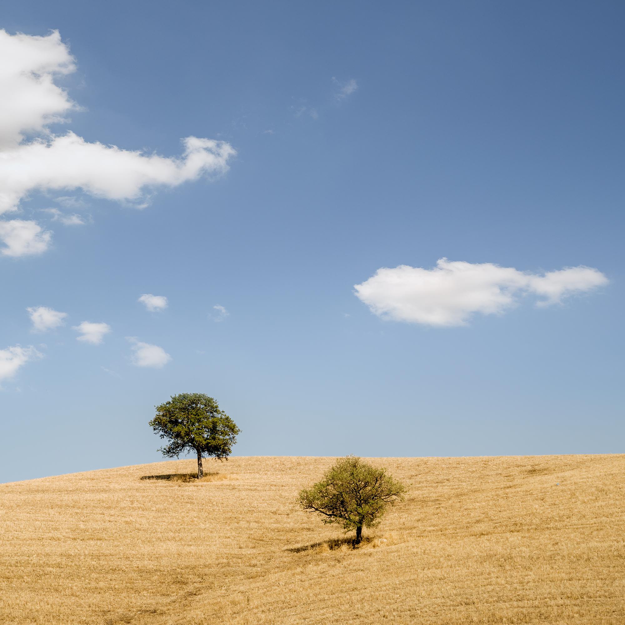 Rolling hills with Trees photography panorama landscape limited edition For Sale 5
