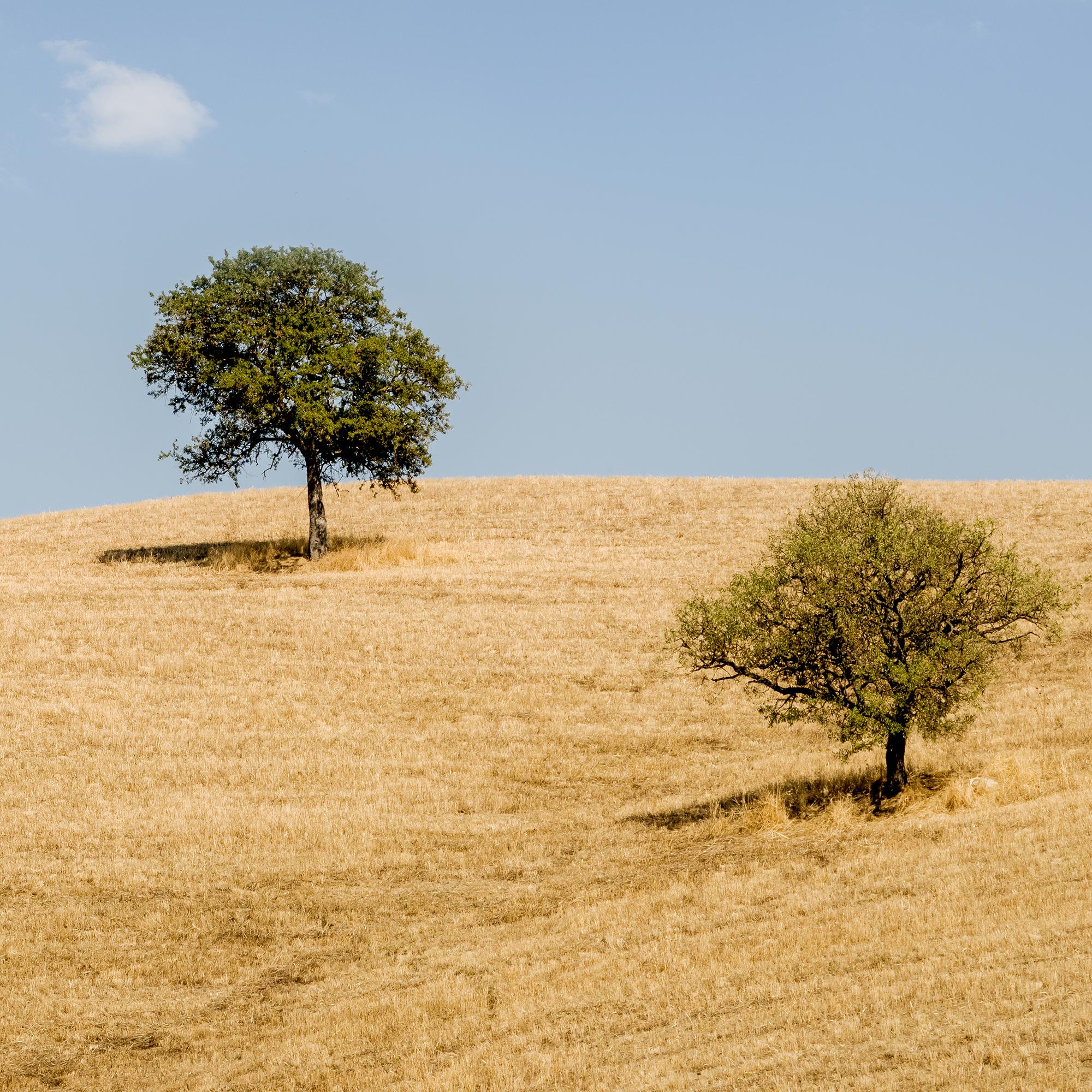 Rolling hills with Trees photography panorama landscape limited edition For Sale 6