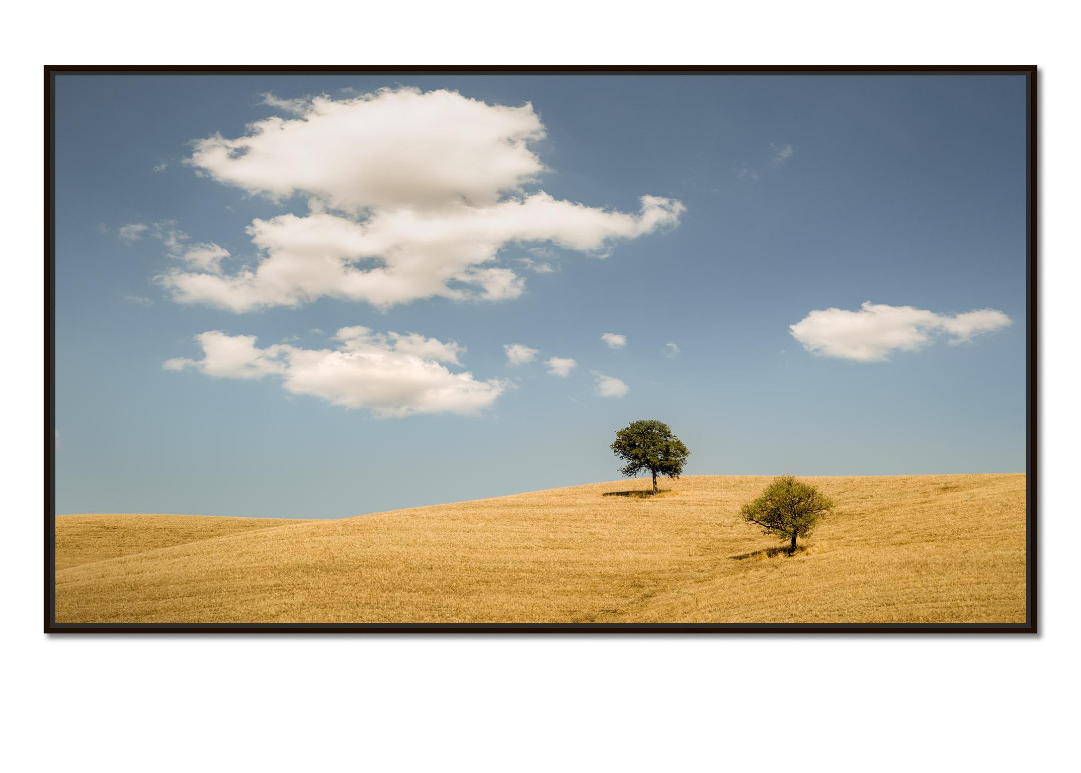 Hilles roulantes avec arbres, photographie, panorama, paysage, édition limitée - Photograph de Gerald Berghammer