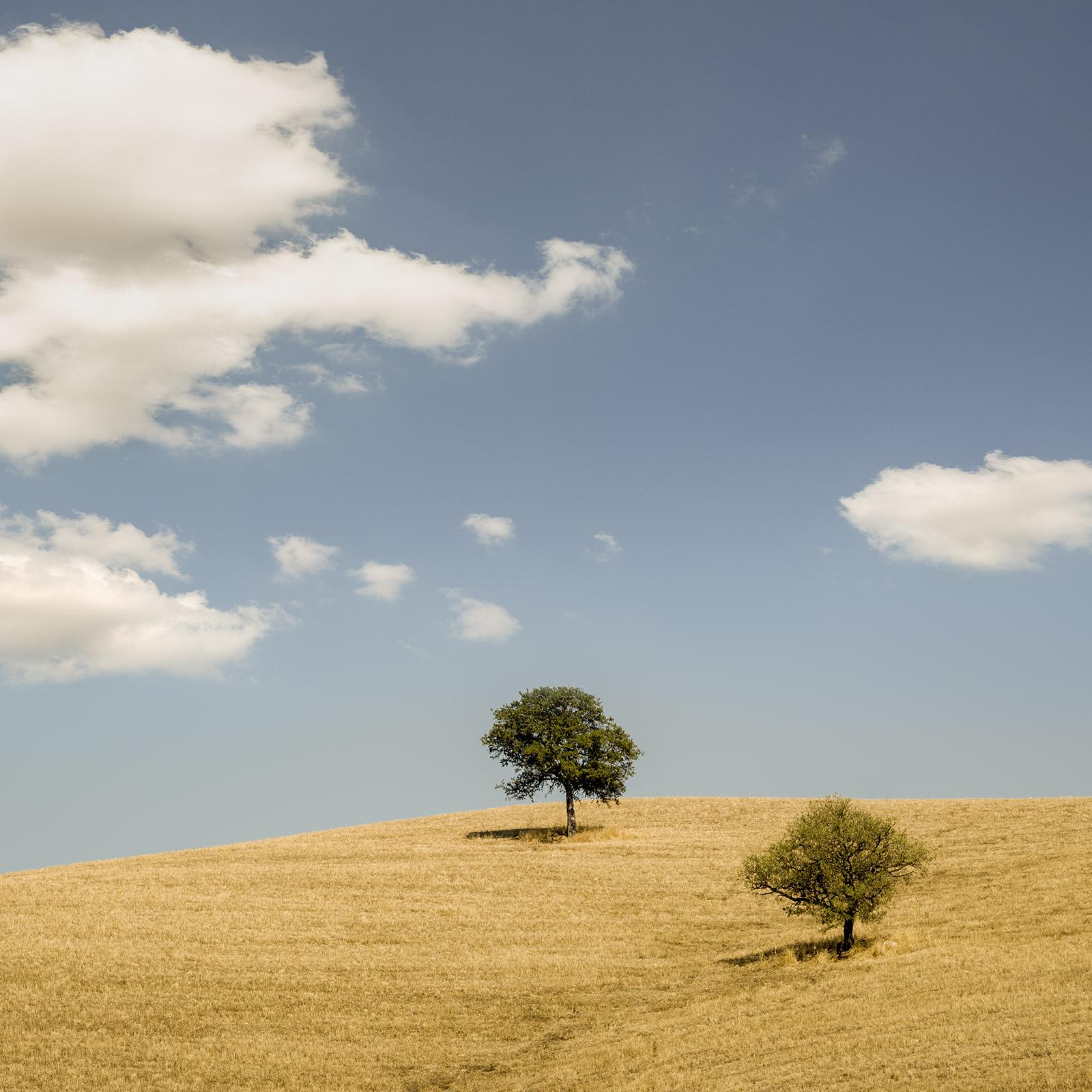 Hilles roulantes avec arbres, photographie, panorama, paysage, édition limitée en vente 3