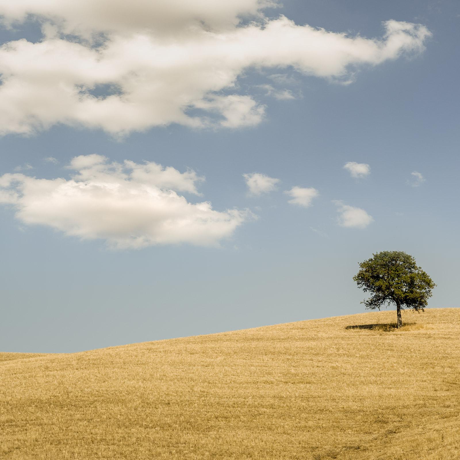 Hilles roulantes avec arbres, photographie, panorama, paysage, édition limitée en vente 4