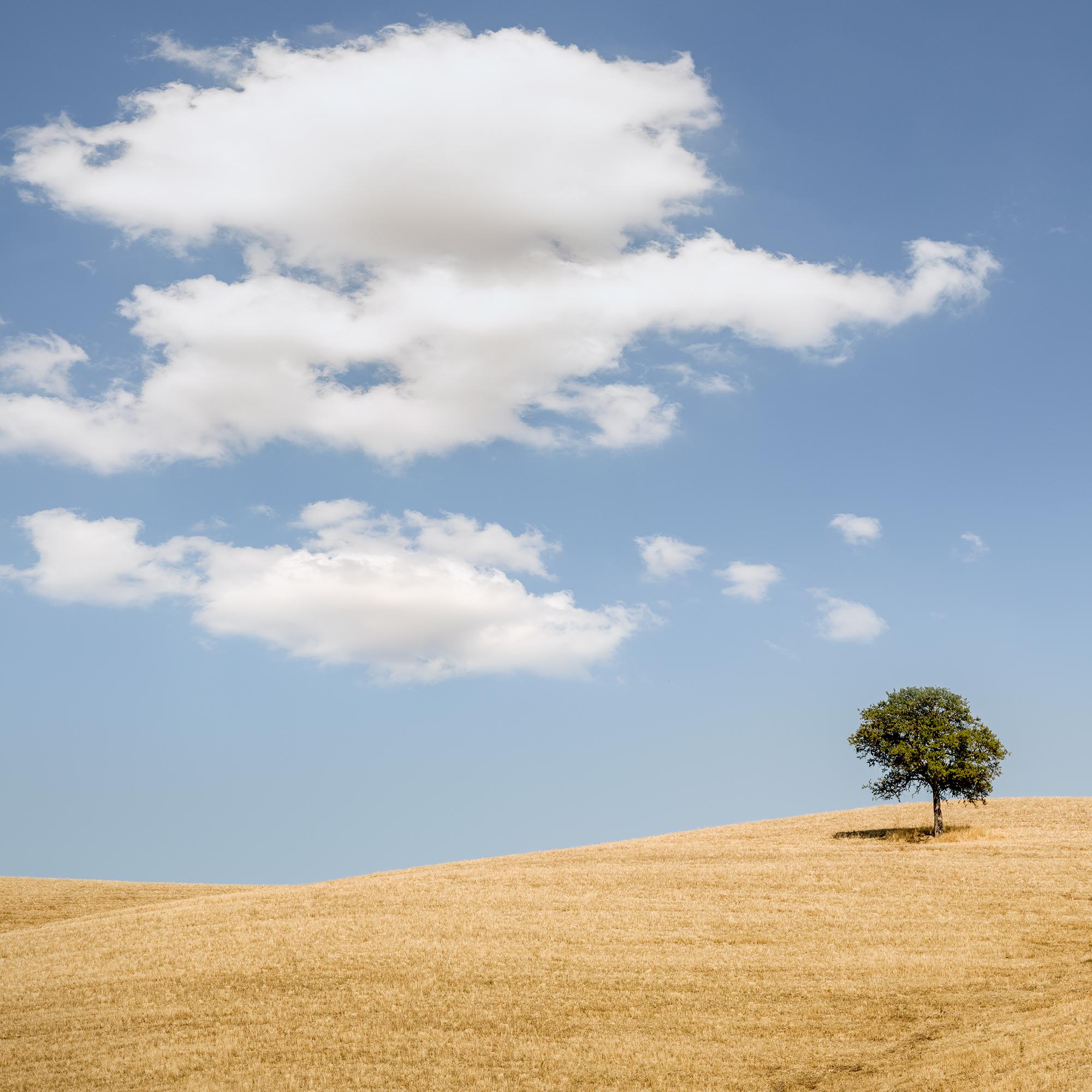 Rolling hills with Trees photography panorama landscape limited edition For Sale 4