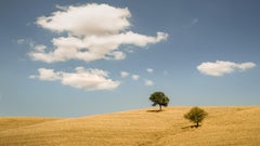 Rolling hills with Trees, photography, panorama, landscape, limited edition