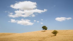 Colinas onduladas con árboles, fotografía, panorama, paisaje, edición limitada