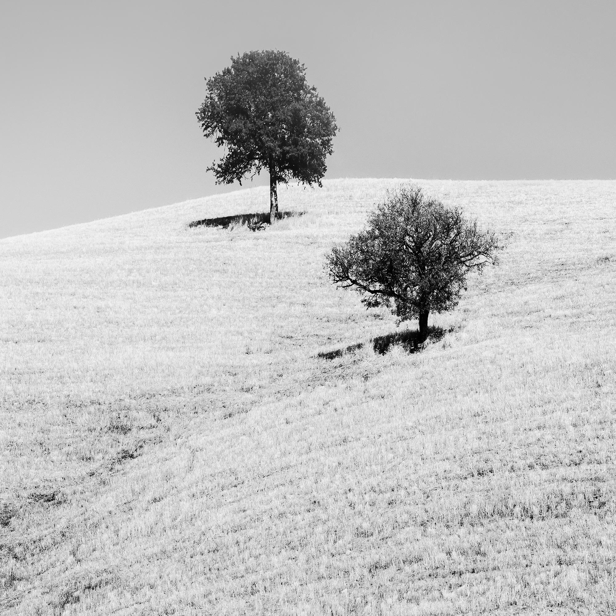 Rolling Hills mit Bäumen, Toskana, Schwarz-Weiß, Landschaft, limitierte Auflage im Angebot 7