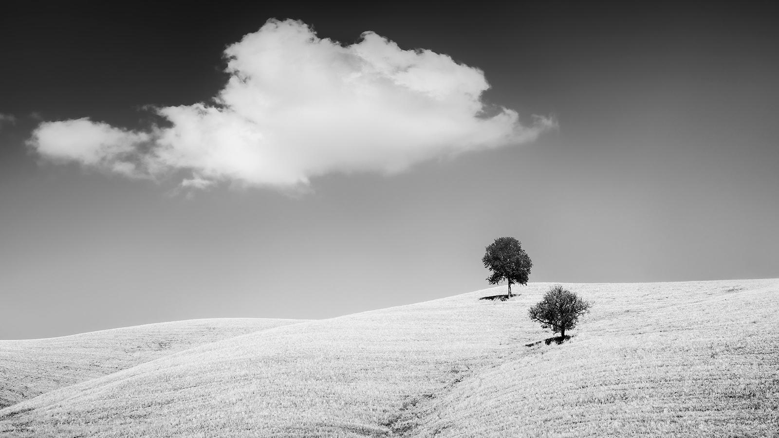 Rolling Hills mit Bäumen, Toskana, Schwarz-Weiß, Landschaft, limitierte Auflage