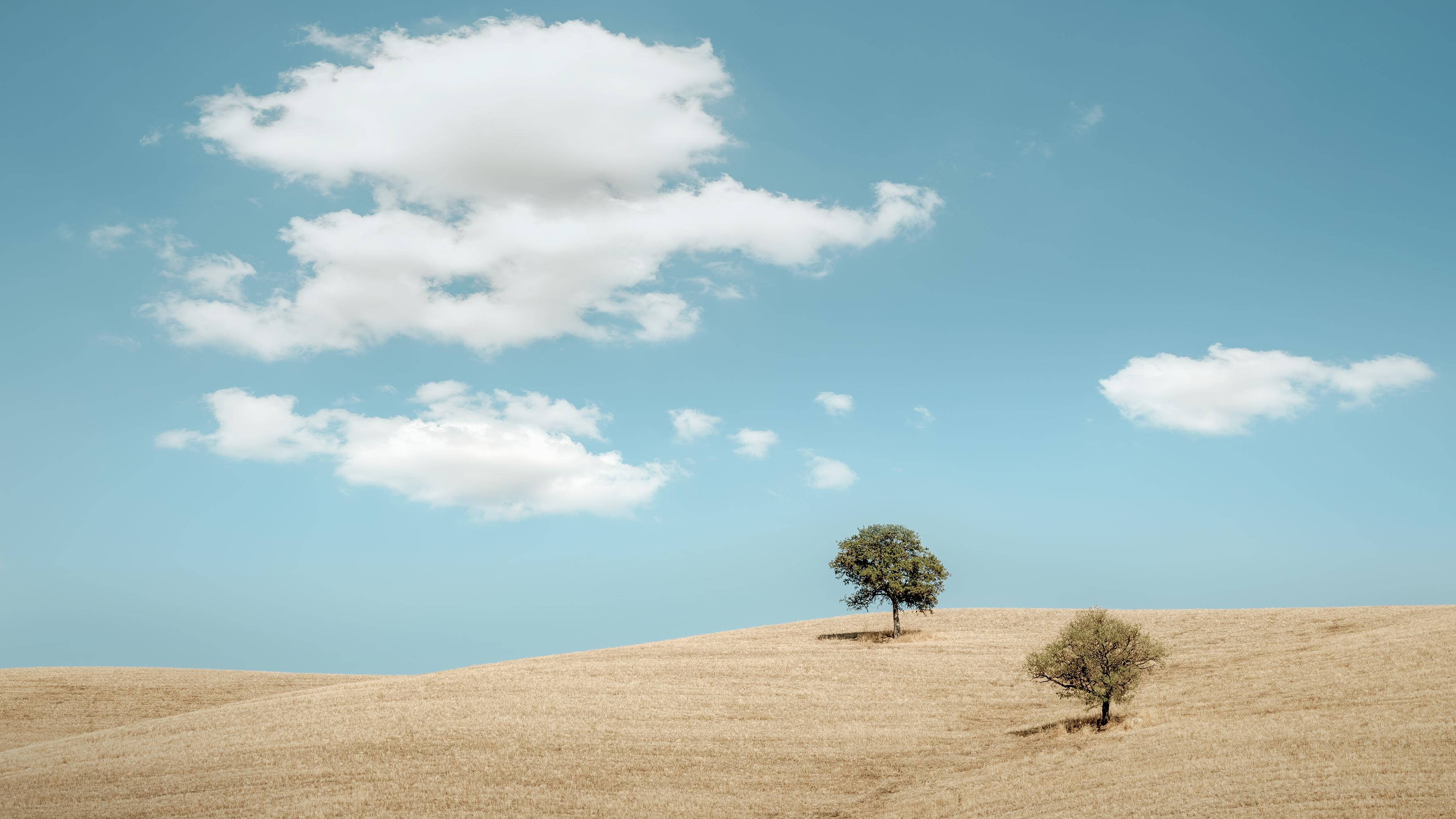 Hügel mit Bäumen, Toskana – Panorama-Landschaftsdruck in limitierter Auflage