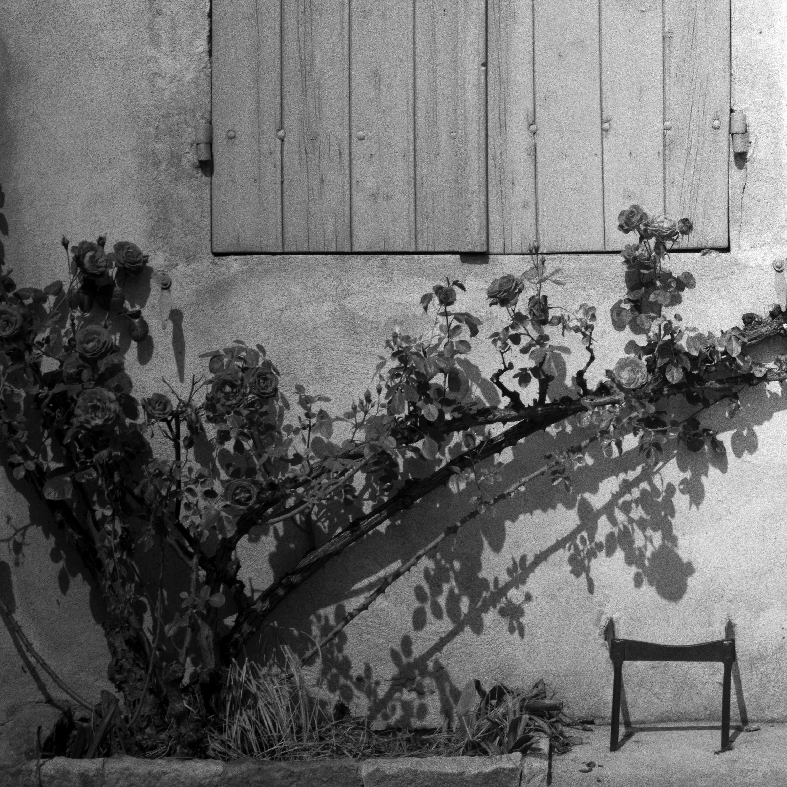 Rosa Wichuraiana, Francia, fotografia d'autore in bianco e nero, paesaggio in vendita 5
