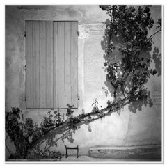 Rosa Wichuraiana, Francia, fotografía artística en blanco y negro, paisaje