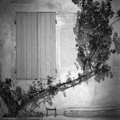 Rosa Wichuraiana, France, black and white fine art photography, landscape