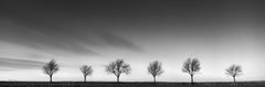 Row of Cherry Trees, Austria, black and white fine art photography, landscape