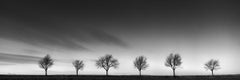 Row of Cherry Trees, Black and White Landscape, Photograph, Limited Edition