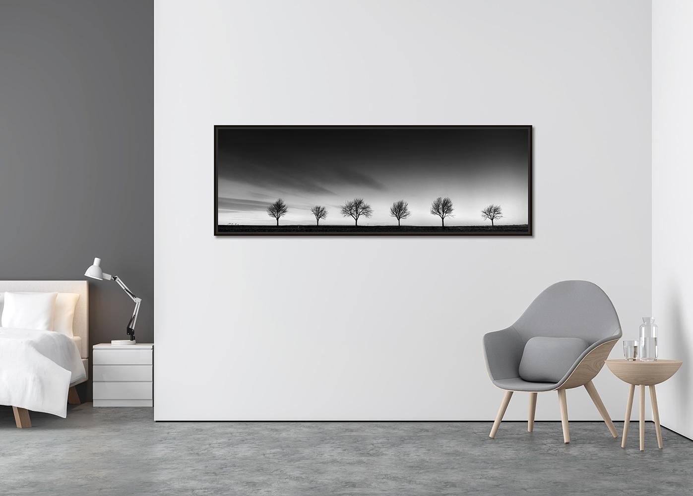 Row of Cherry Trees, Schwarz-Weiß-Landschaft, Fotografie, limitierte Auflage (Zeitgenössisch), Photograph, von Gerald Berghammer