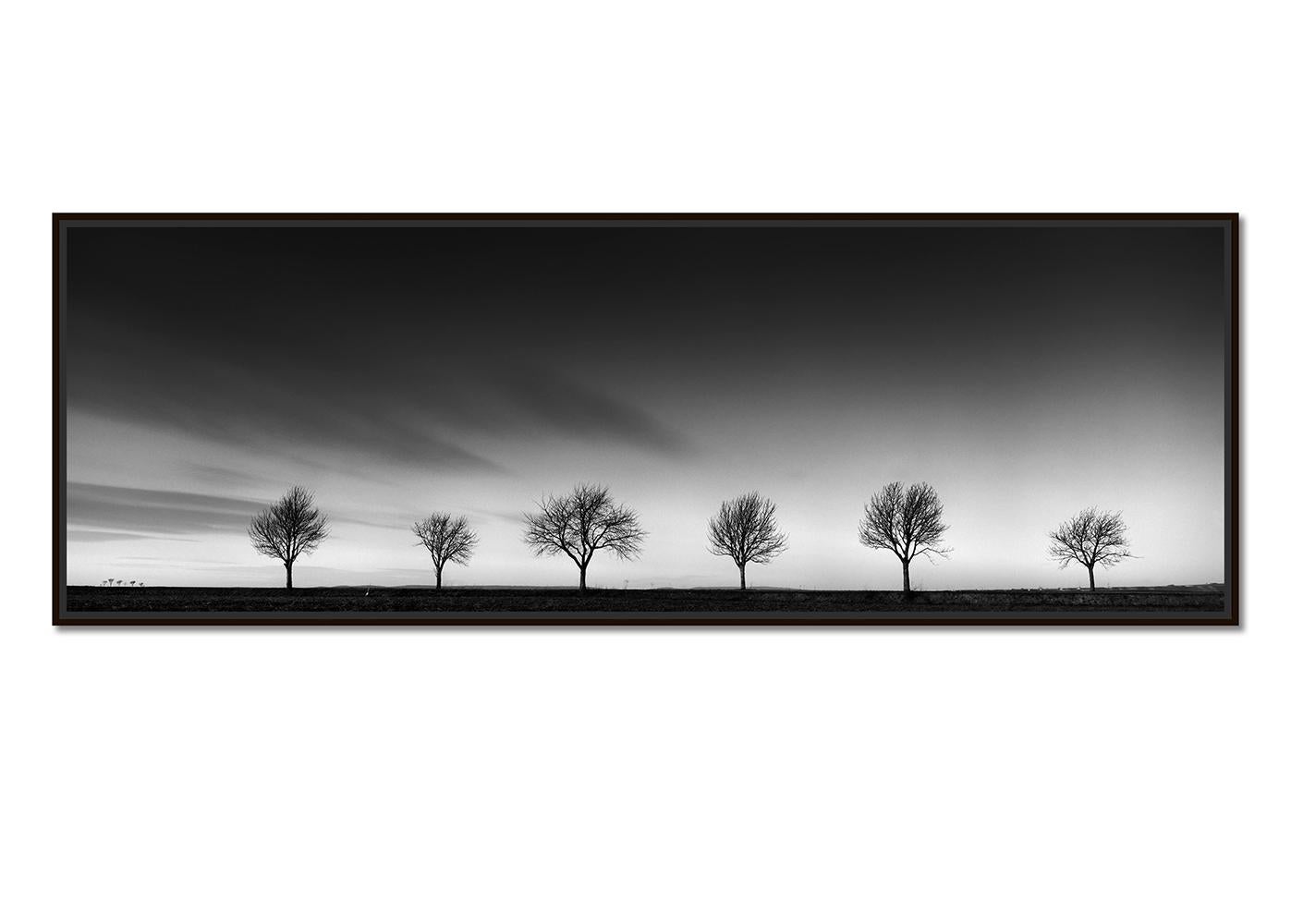 Row of Cherry Trees, Schwarz-Weiß-Landschaft, Fotografie, limitierte Auflage – Photograph von Gerald Berghammer