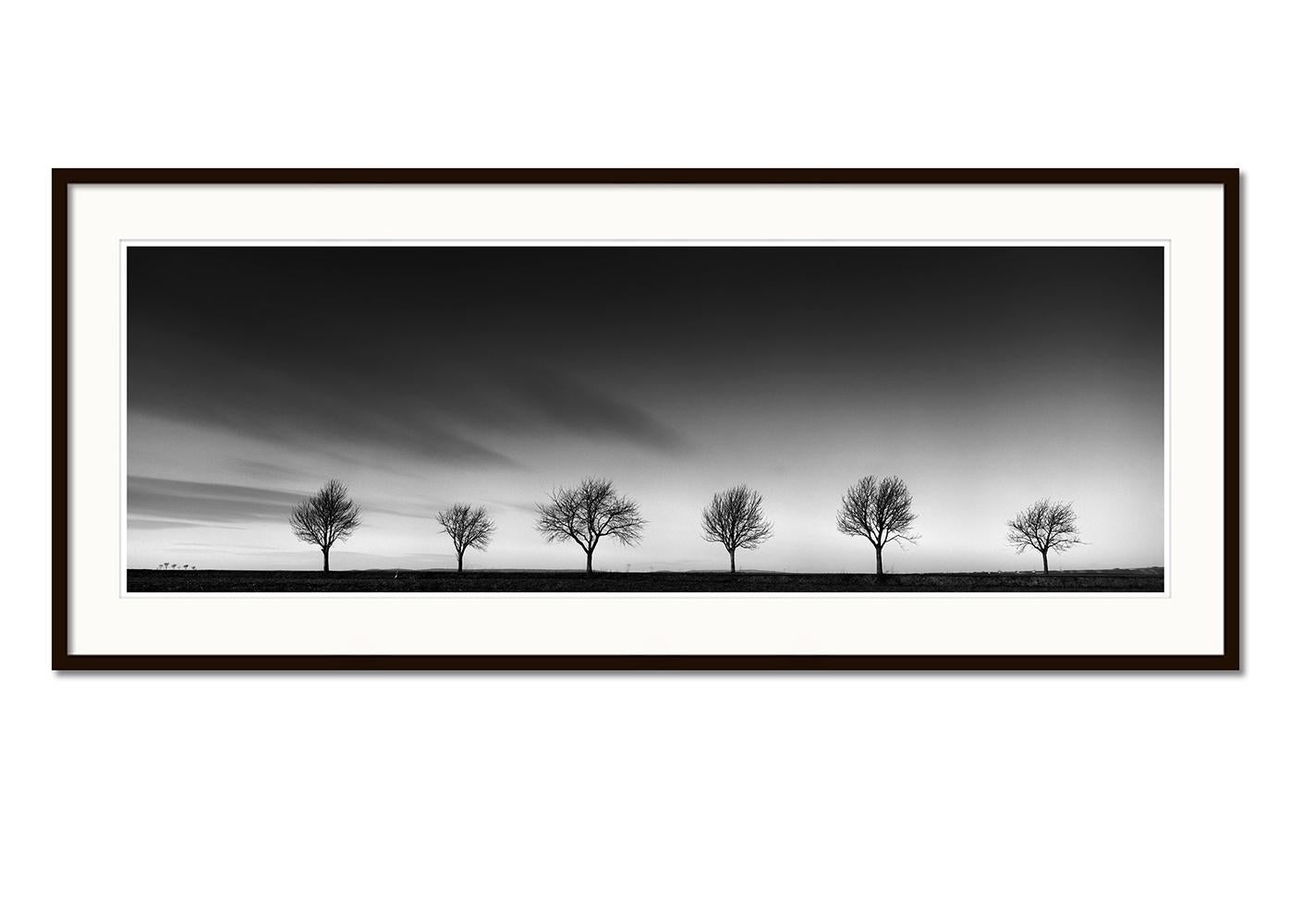 Row of Cherry Trees, Schwarz-Weiß-Landschaft, Fotografie, limitierte Auflage (Grau), Landscape Photograph, von Gerald Berghammer