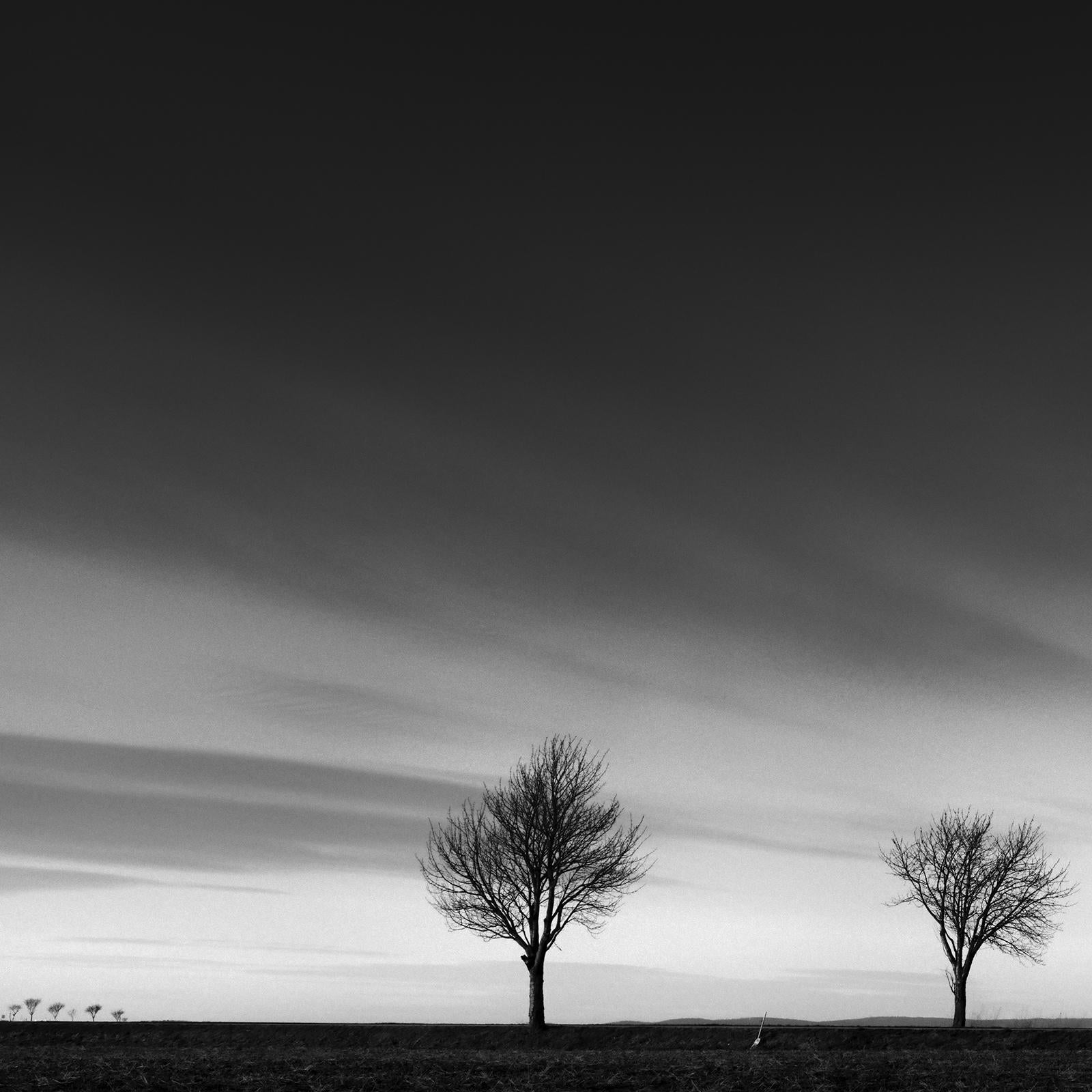Row of Cherry Trees, Schwarz-Weiß-Landschaft, Fotografie, limitierte Auflage im Angebot 3