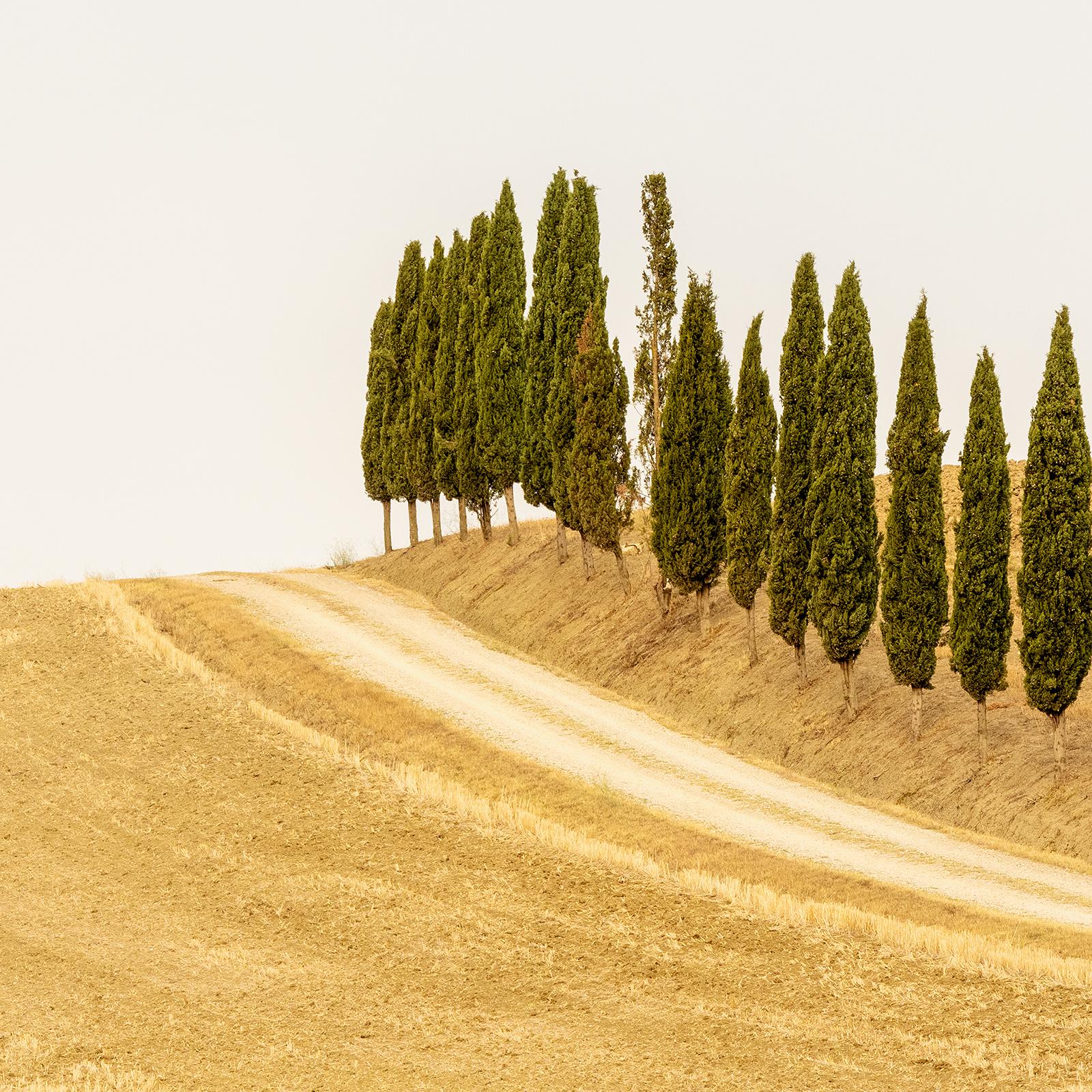 The Row of Cypress Trees, Toscana, fotografia a colori, edizione limitata, paesaggio in vendita 5