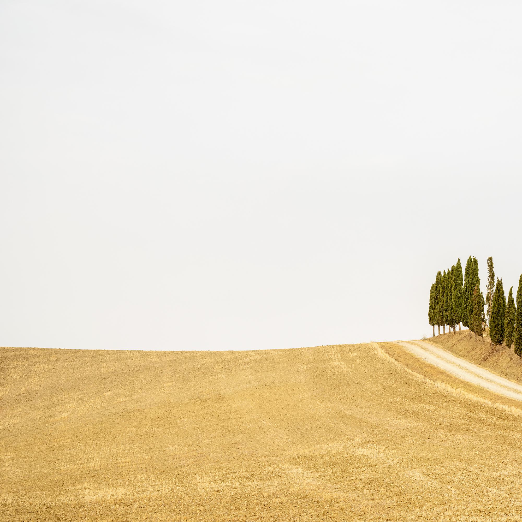 Row of Cypress Trees, Toscane, photographie en couleur, édition limitée, paysage en vente 5