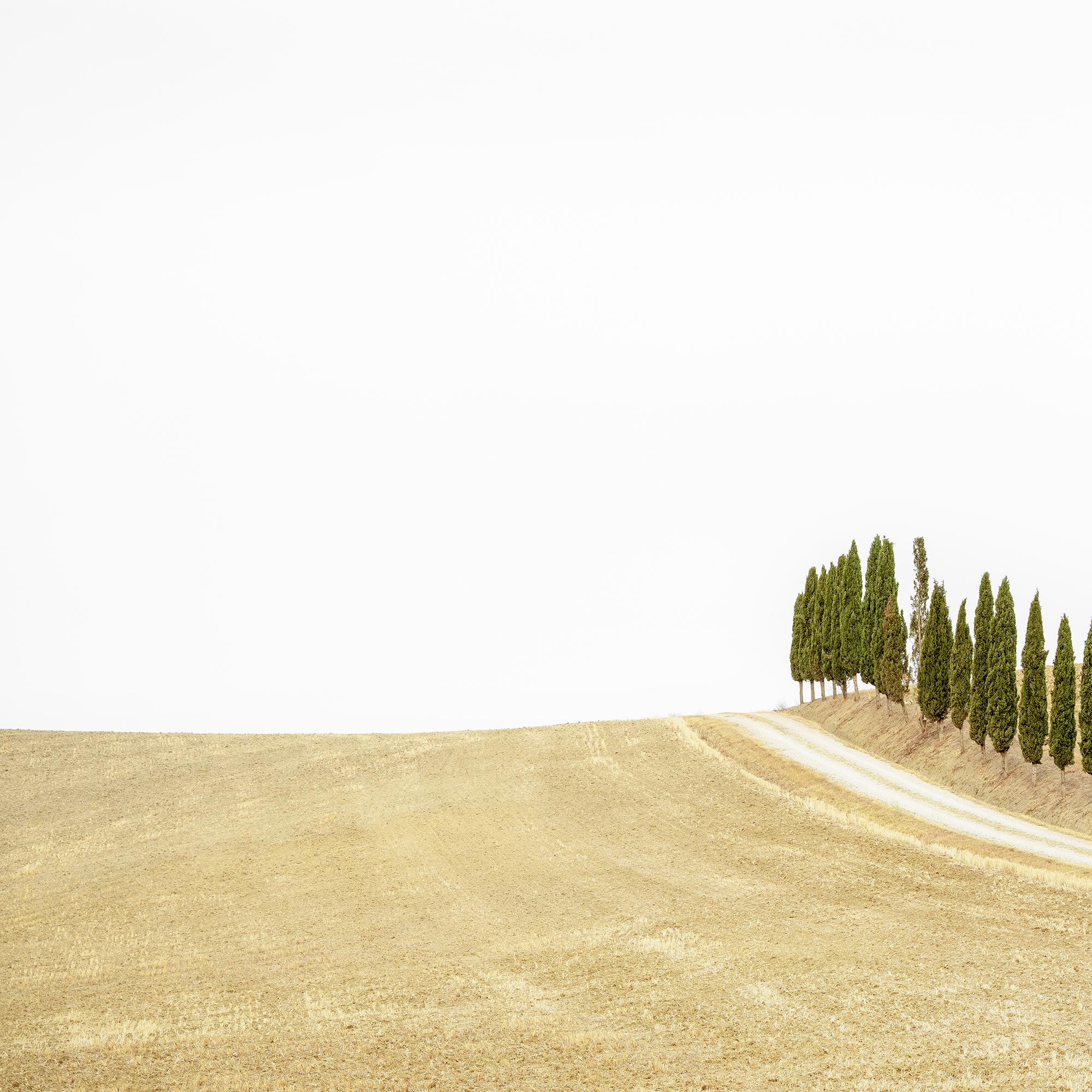 Row of Cypress Trees, Toscane, photographie en couleur, édition limitée, paysage en vente 5