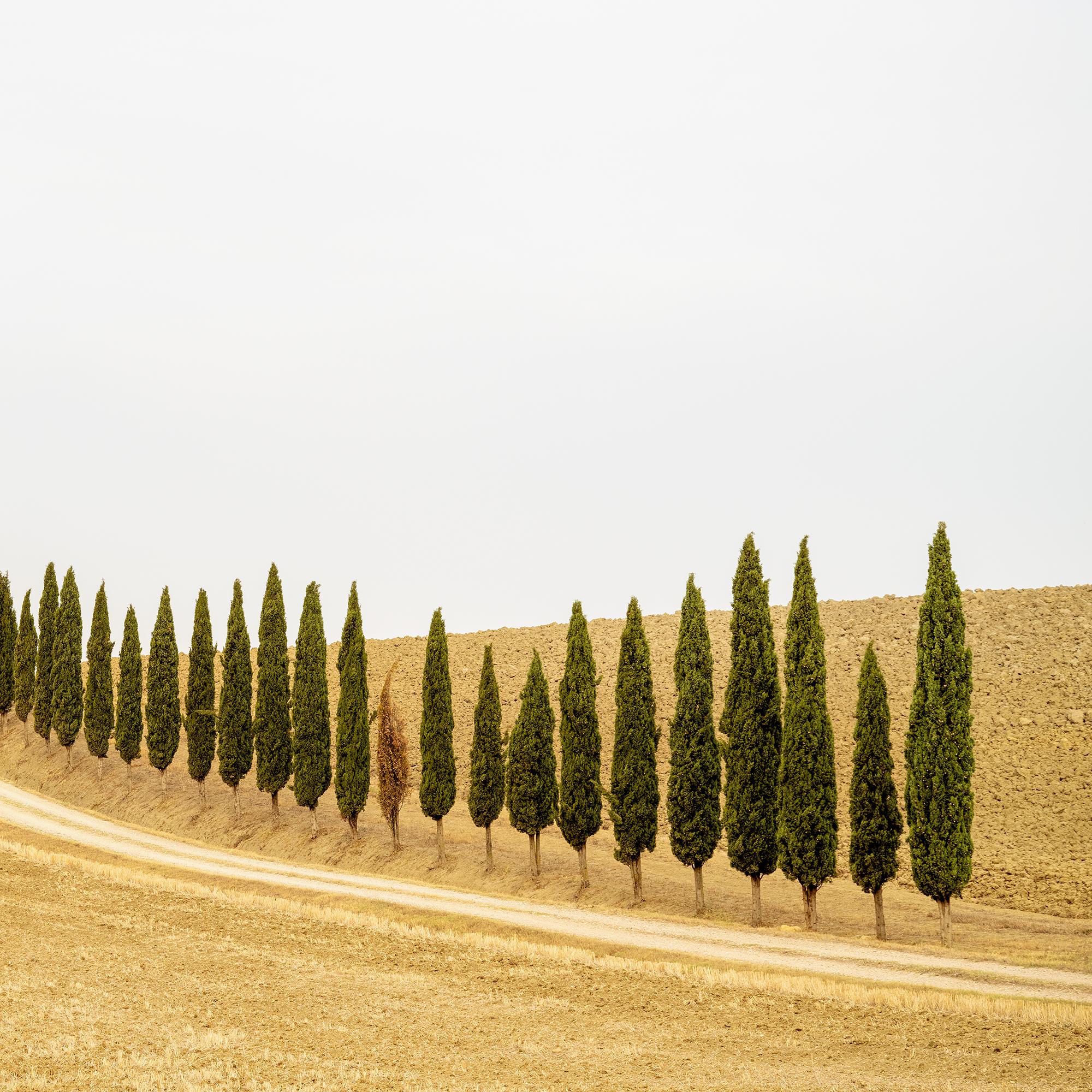 Row of Cypress Trees, Toscane, photographie en couleur, édition limitée, paysage en vente 6