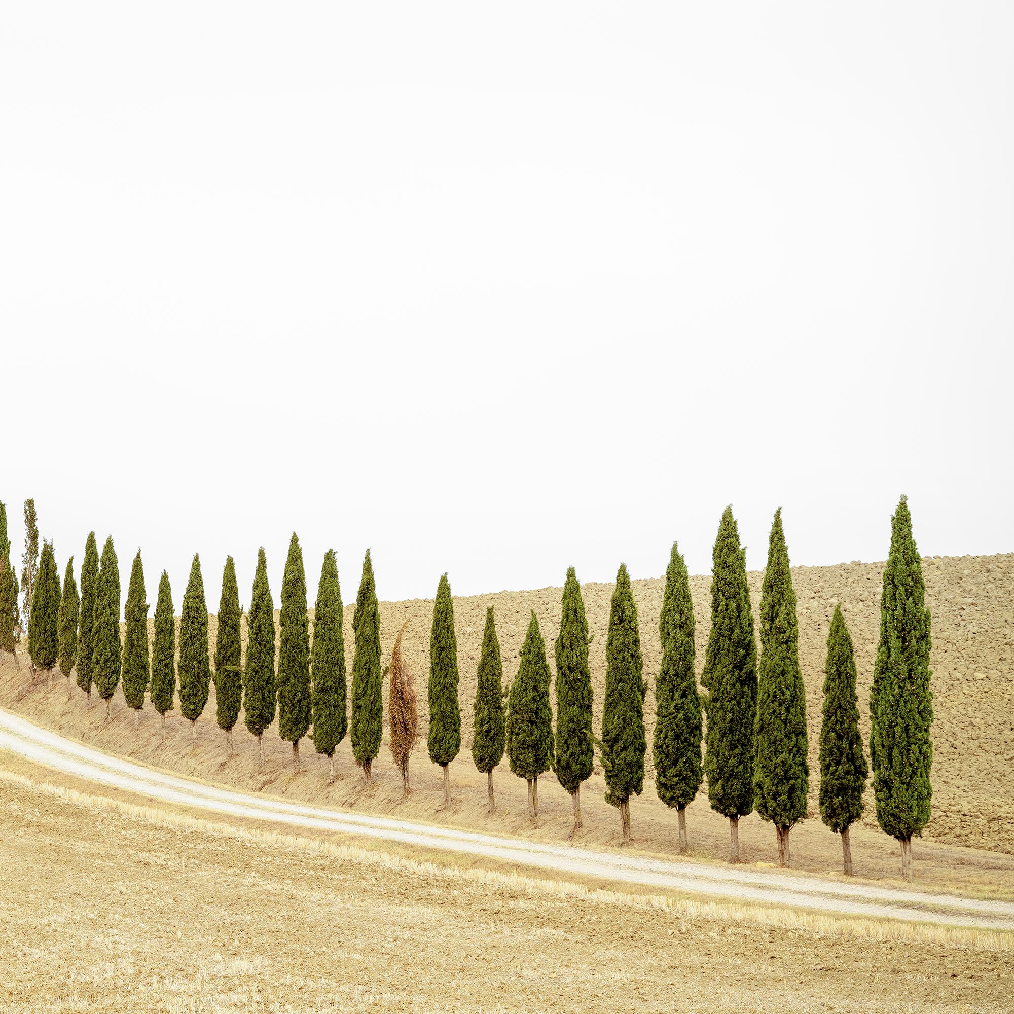 Row of Cypress Trees, Toscane, photographie en couleur, édition limitée, paysage en vente 6