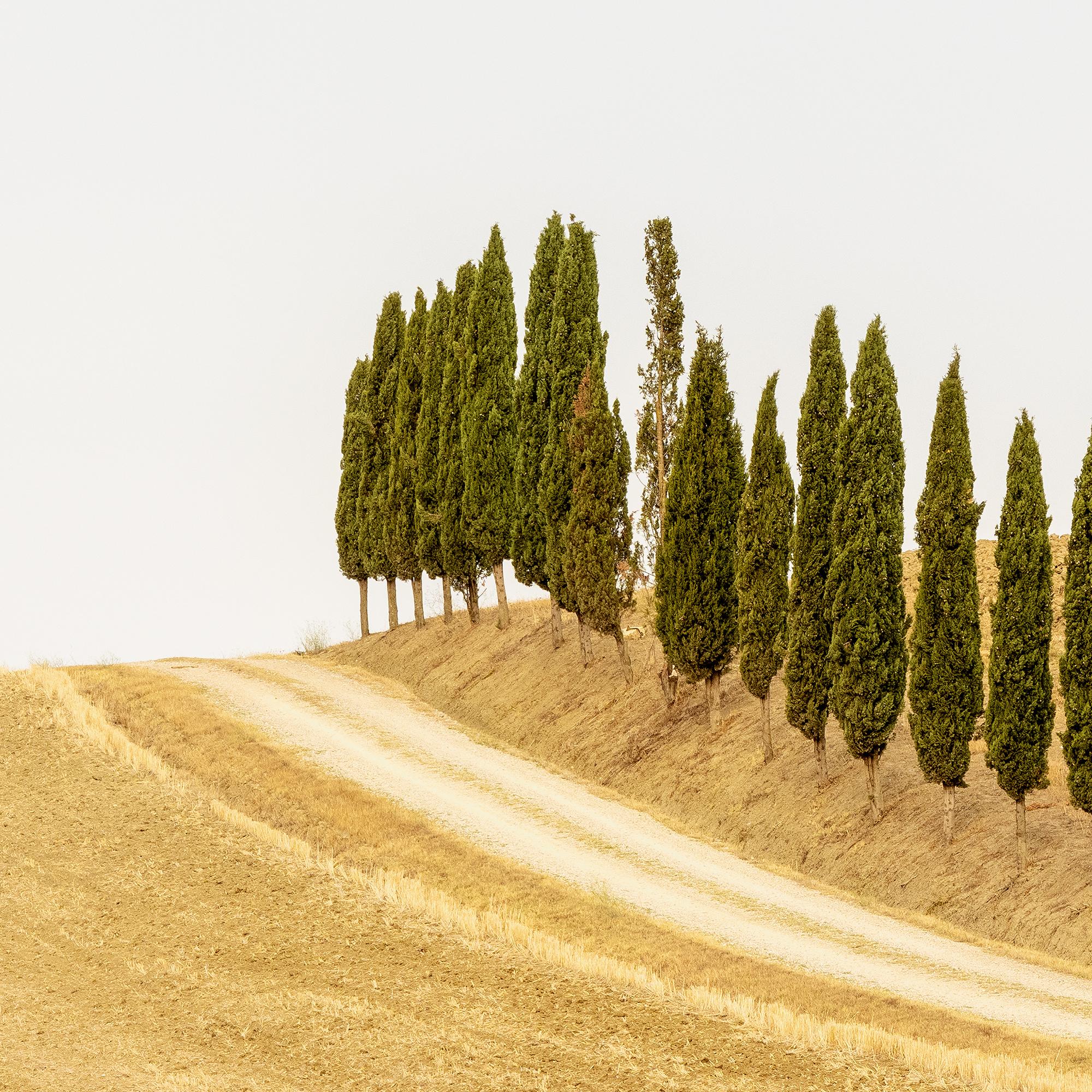 Row of Cypress Trees, Toscane, photographie en couleur, édition limitée, paysage en vente 7