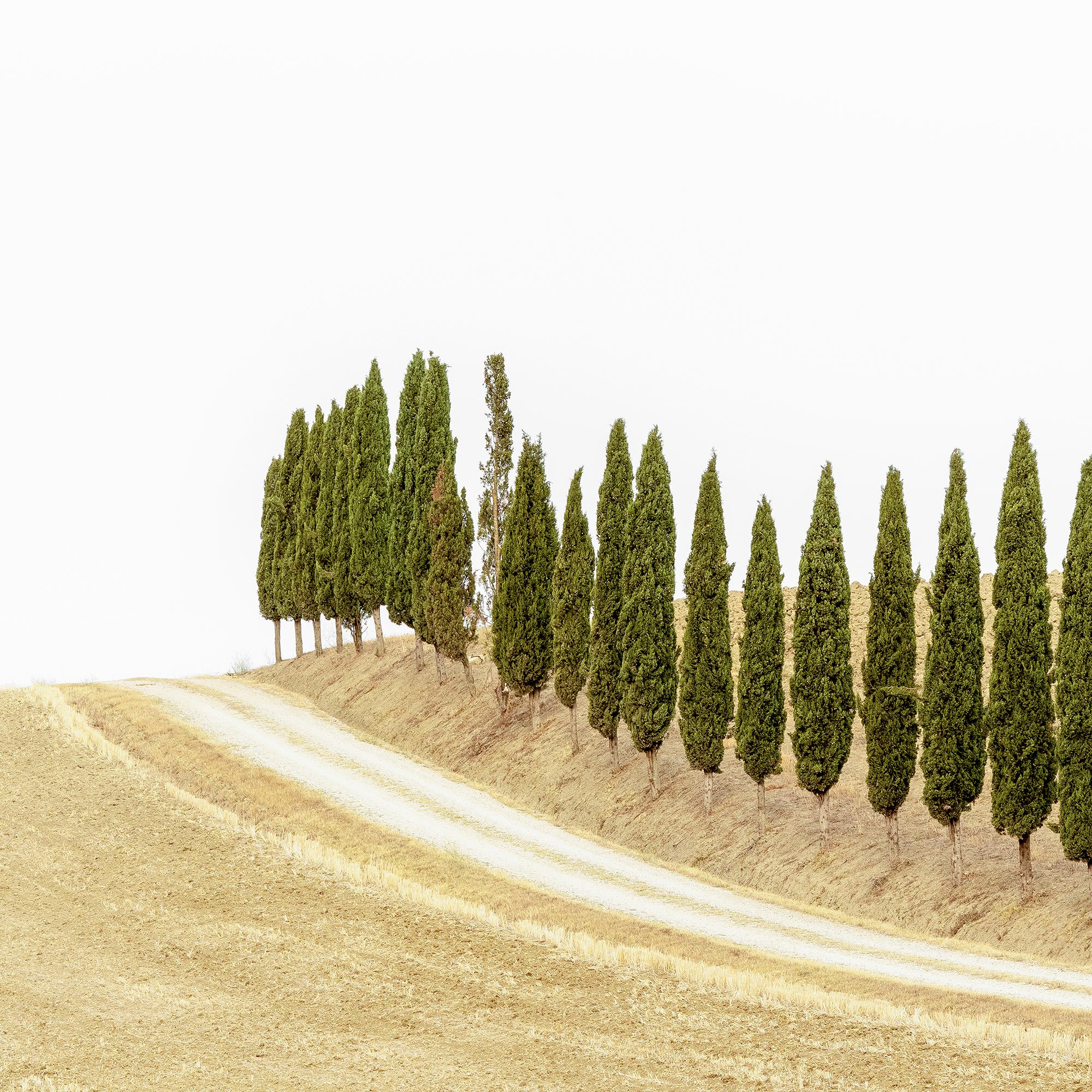 Row of Cypress Trees, Toscane, photographie en couleur, édition limitée, paysage en vente 7