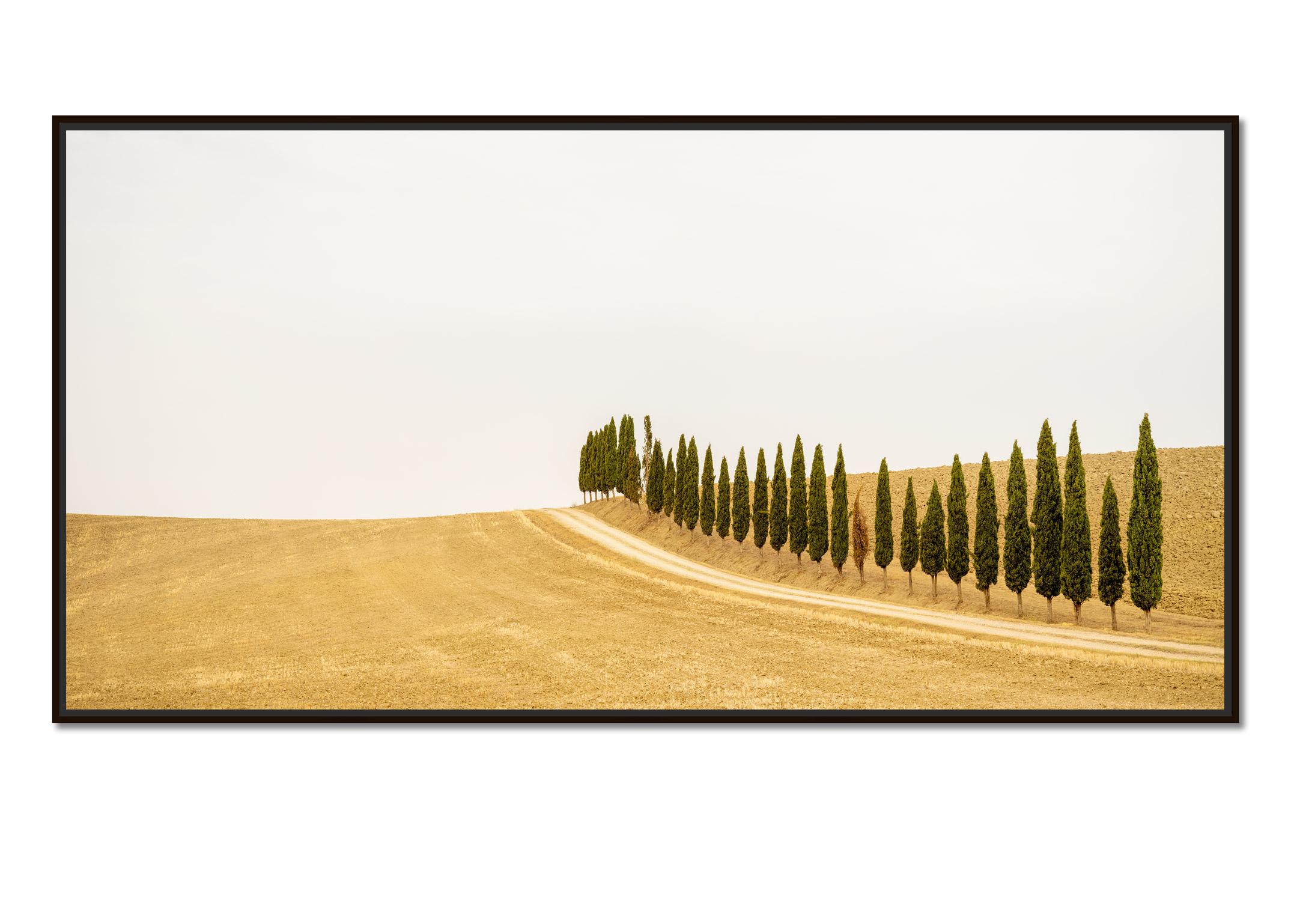 The Row of Cypress Trees, Toscana, fotografia a colori, edizione limitata, paesaggio - Photograph di Gerald Berghammer