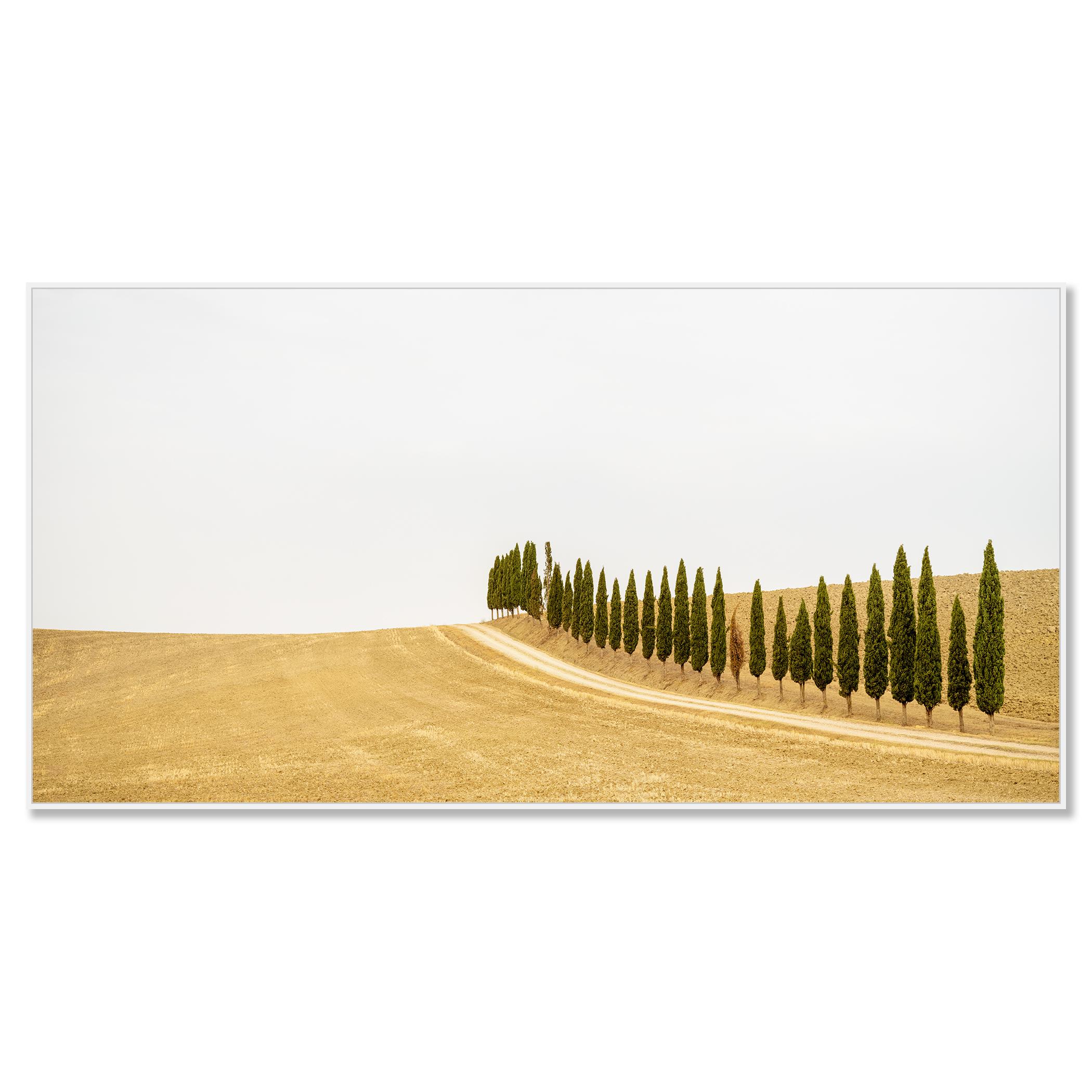 Row of Cypress Trees, Toscane, photographie en couleur, édition limitée, paysage - Photograph de Gerald Berghammer