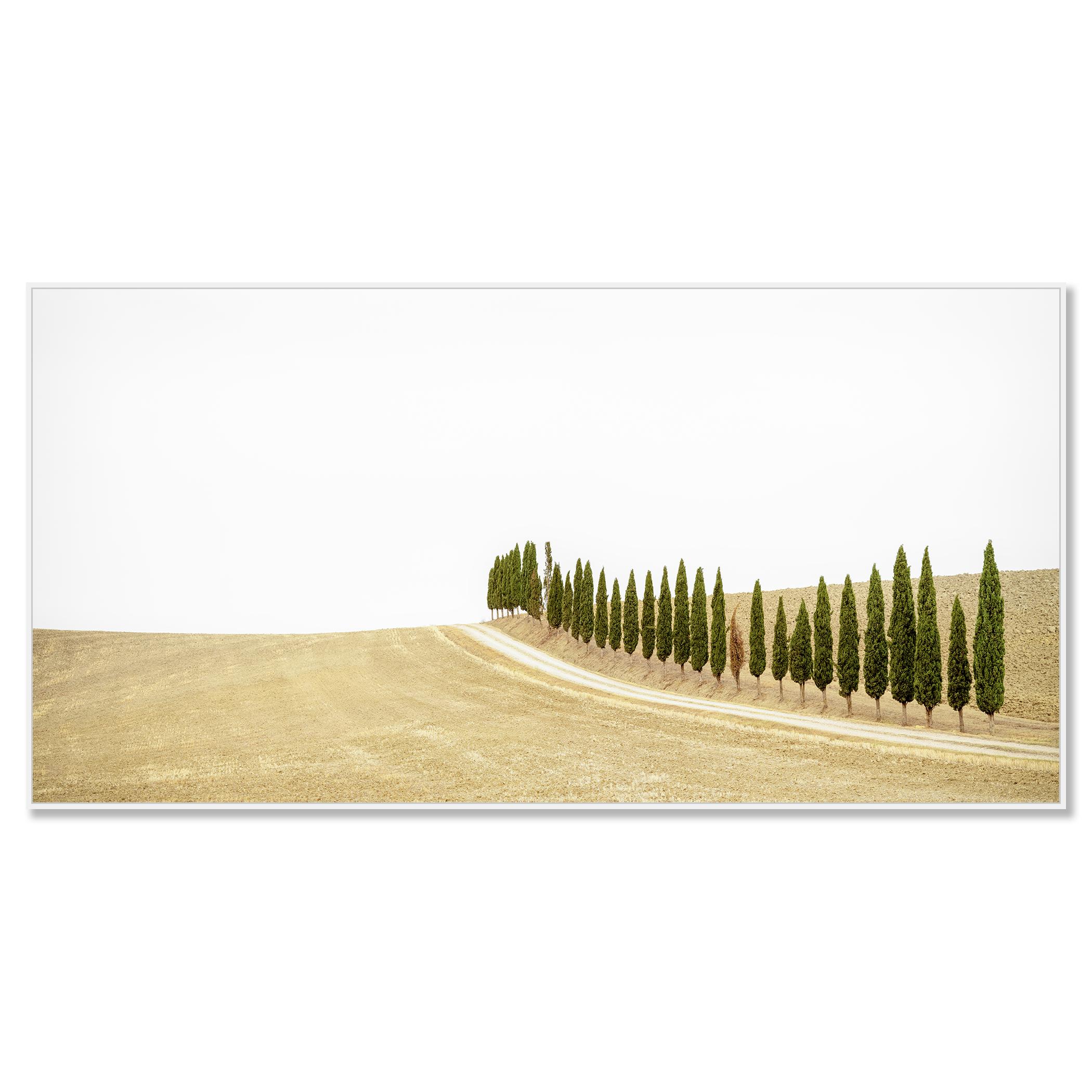 Row of Cypress Trees, Toscane, photographie en couleur, édition limitée, paysage - Photograph de Gerald Berghammer