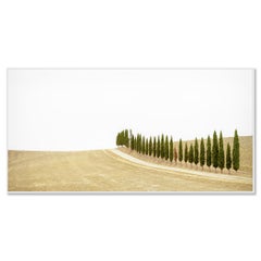 Row of Cypress Trees, Tuscany, color photography, limited edition, landscape