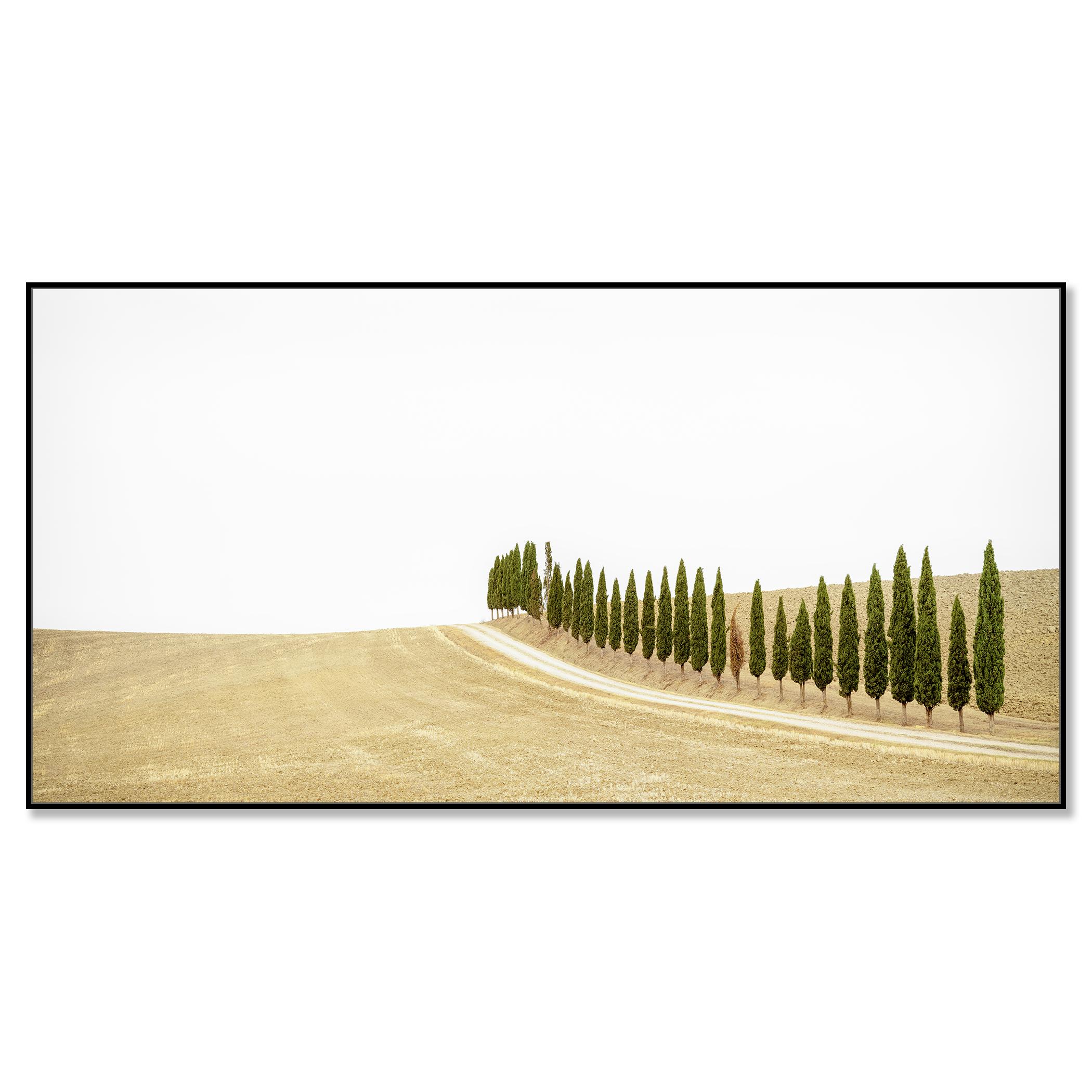 Row of Cypress Trees, Toscane, photographie en couleur, édition limitée, paysage - Contemporain Photograph par Gerald Berghammer