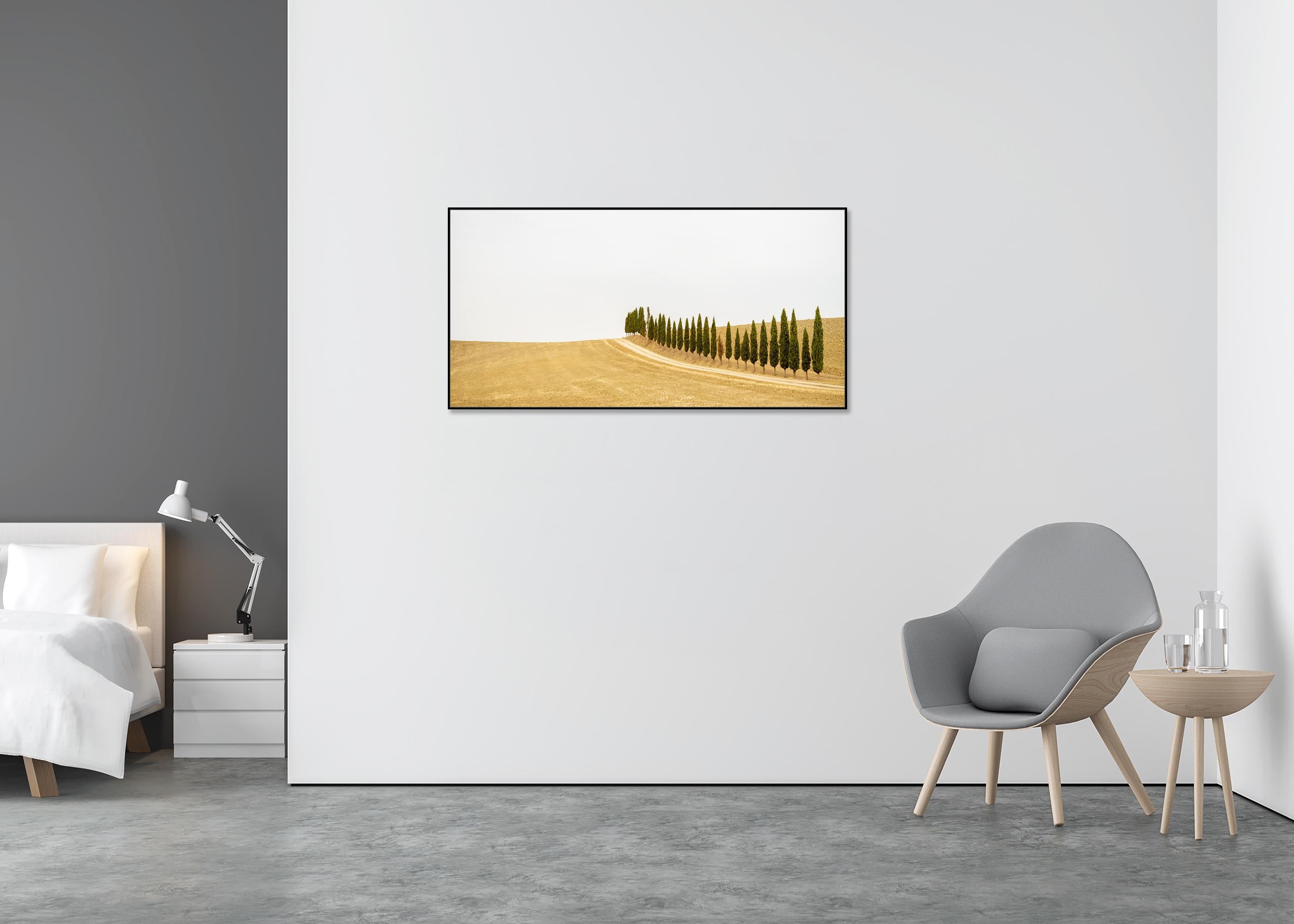 Row of Cypress Trees, Toscane, photographie en couleur, édition limitée, paysage - Beige Landscape Photograph par Gerald Berghammer