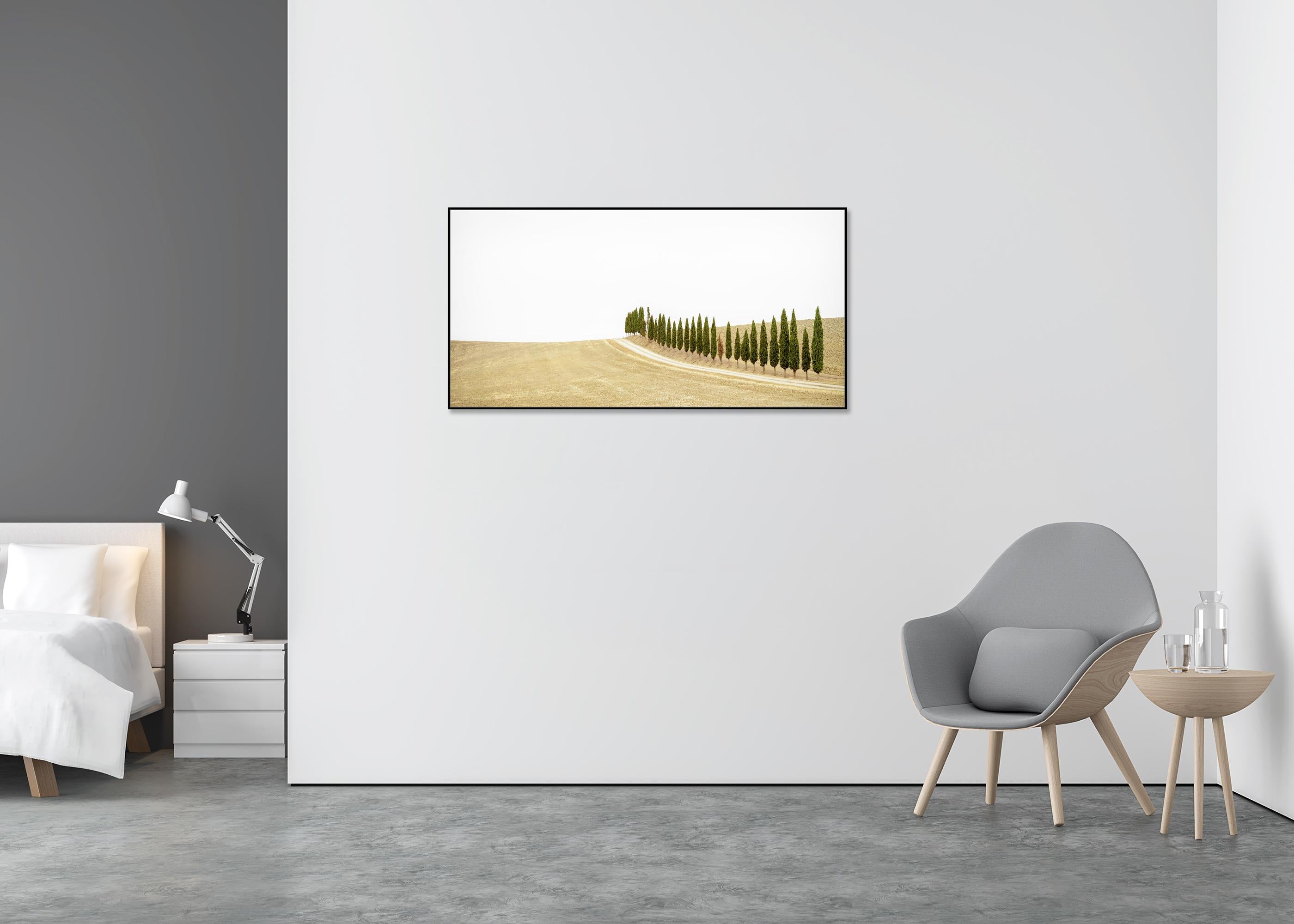Row of Cypress Trees, Toscane, photographie en couleur, édition limitée, paysage - Beige Landscape Photograph par Gerald Berghammer