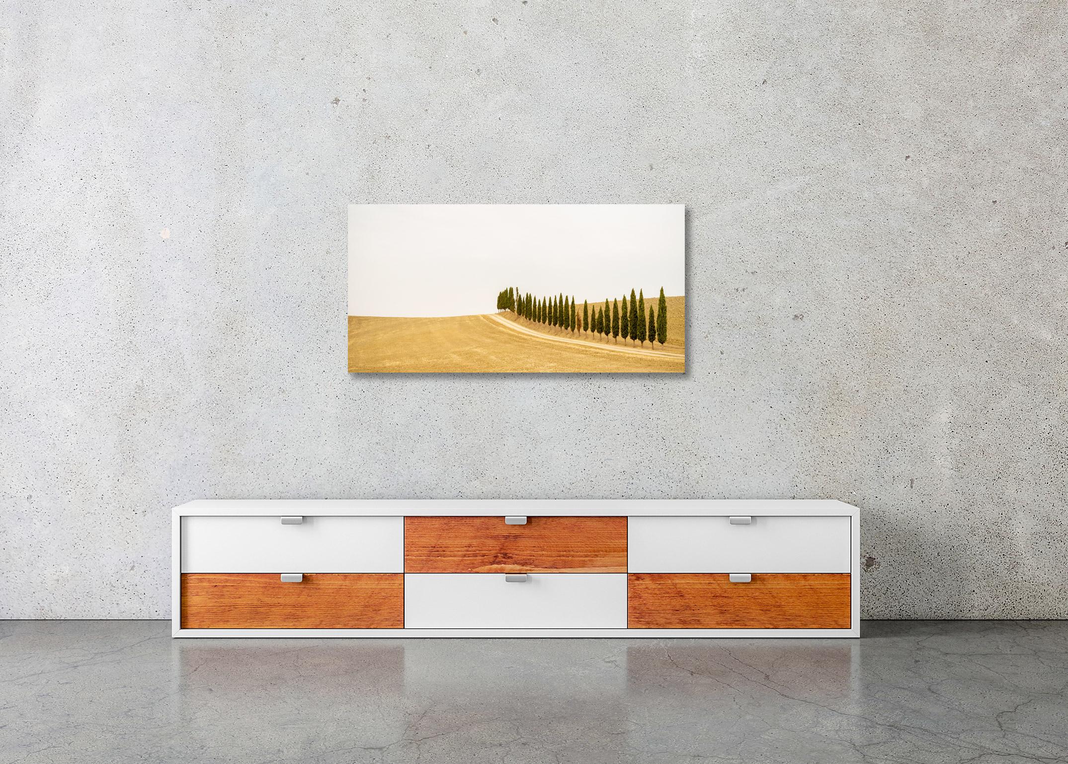 The Row of Cypress Trees, Toscana, fotografia a colori, edizione limitata, paesaggio in vendita 1