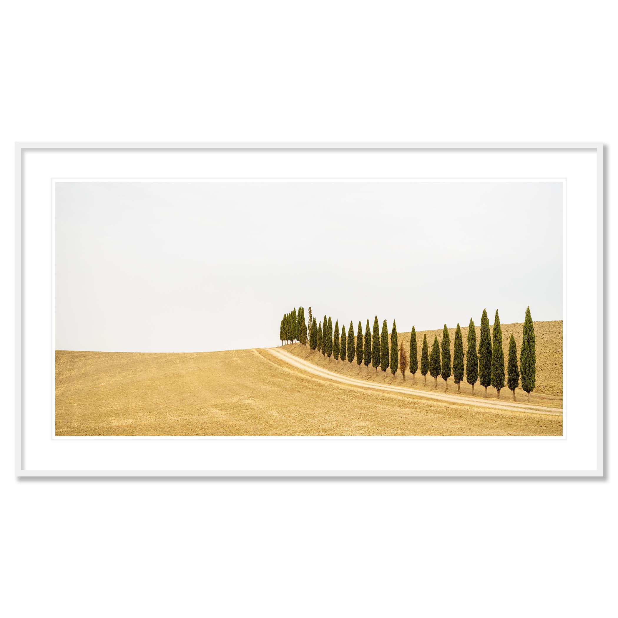 Row of Cypress Trees, Toscane, photographie en couleur, édition limitée, paysage en vente 1